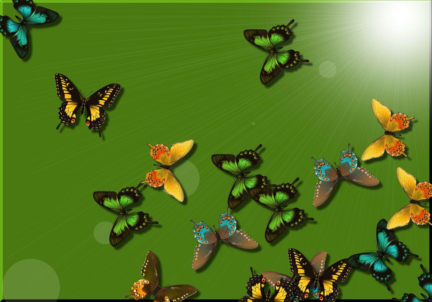 Green Butterfly Wallpapers Top Free Green Butterfly Backgrounds