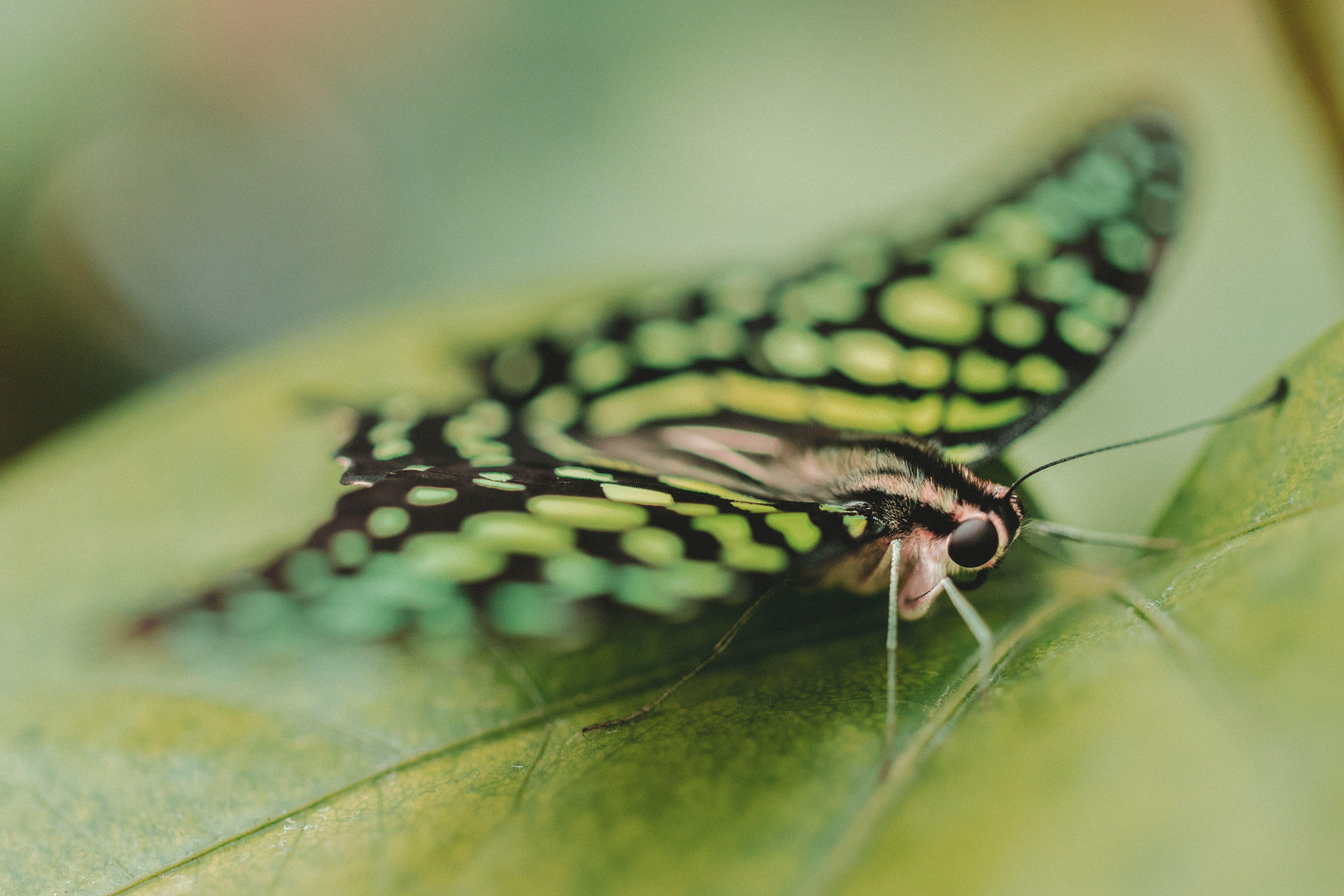 Green Butterfly Wallpapers Top Free Green Butterfly Backgrounds