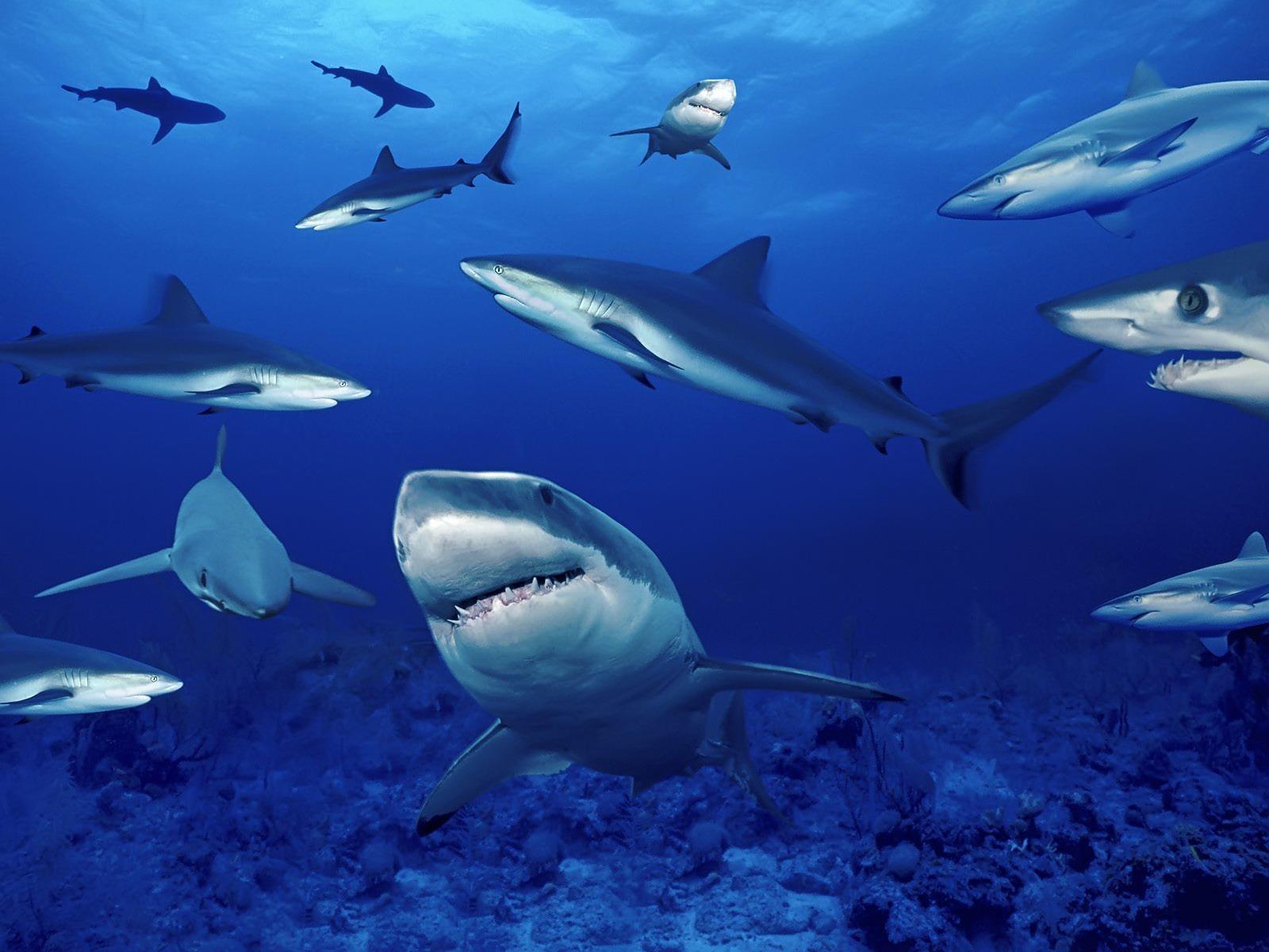Marine Biology Wallpapers Top Free Marine Biology Backgrounds