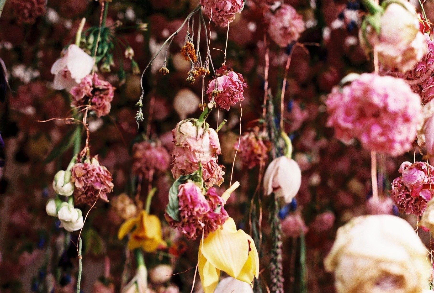 Dried Flowers Desktop Wallpapers Top Free Dried Flowers Desktop Backgrounds WallpaperAccess