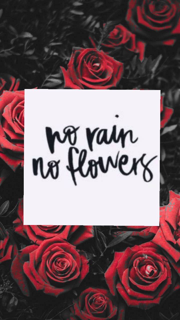 No Rain No Flowers Wallpapers Top Free No Rain No Flowers Backgrounds