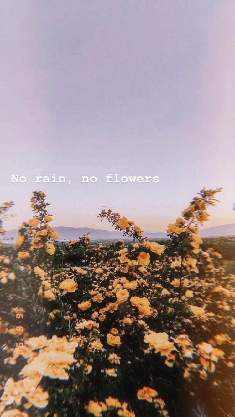 No Rain No Flowers Wallpapers Top Free No Rain No Flowers Backgrounds