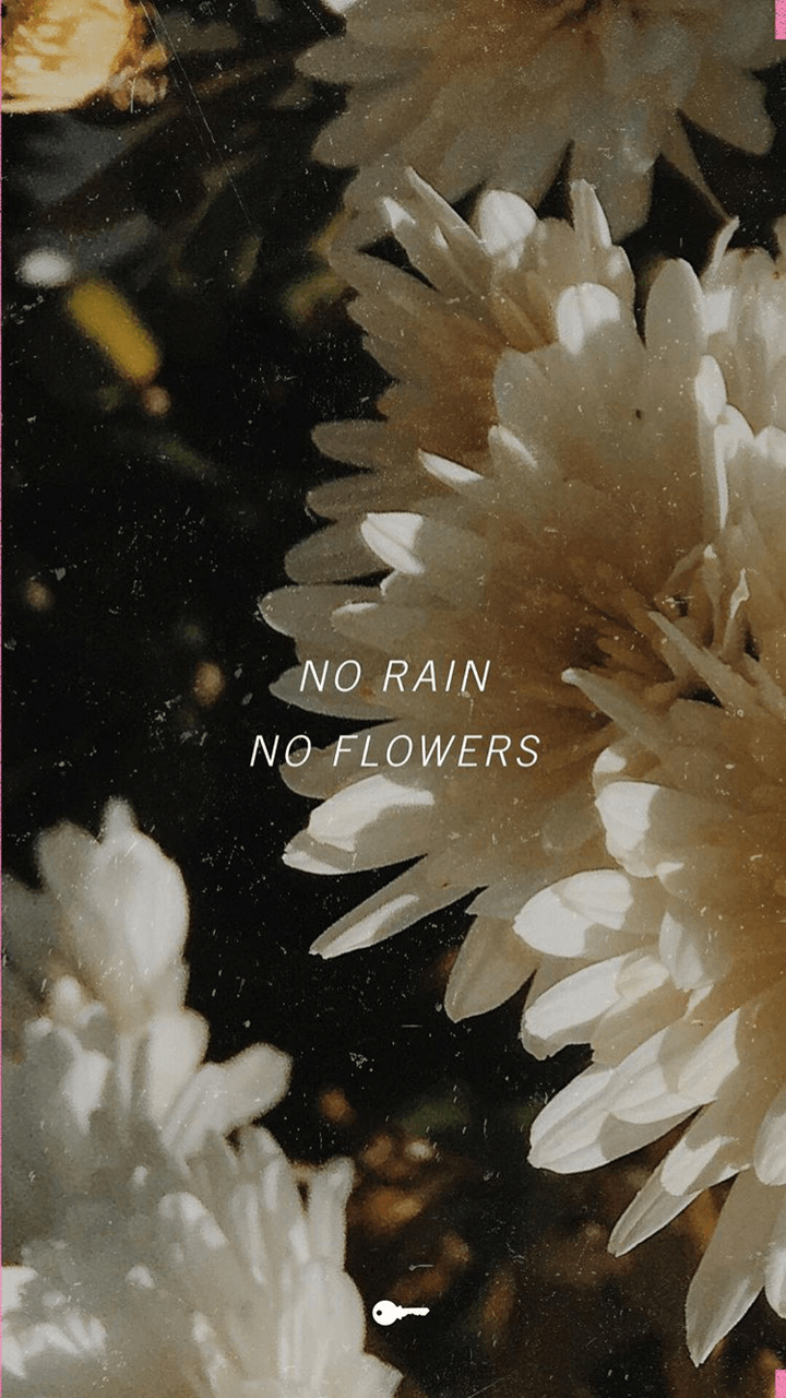 No Rain No Flowers Wallpapers Top Free No Rain No Flowers Backgrounds