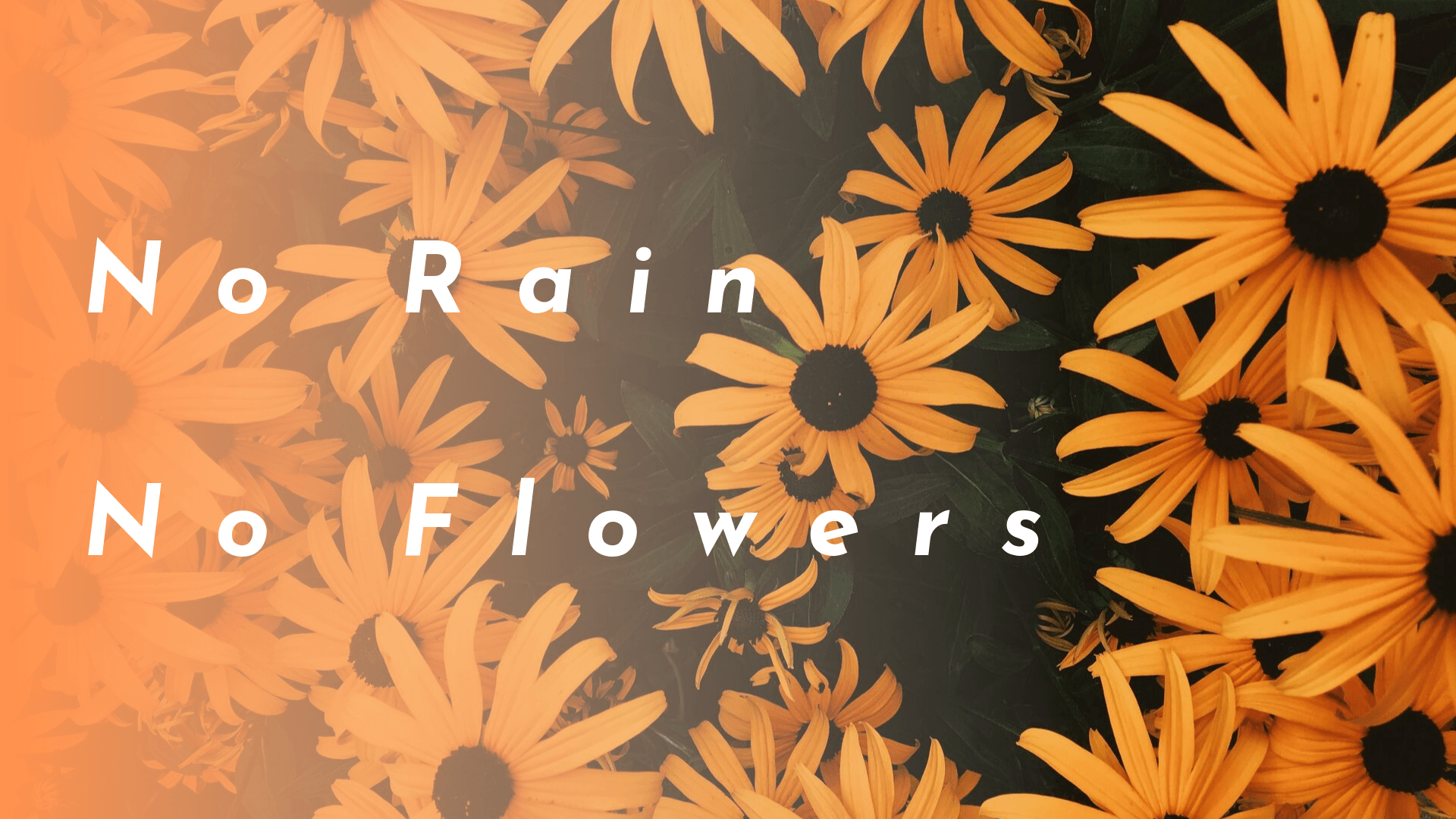 No Rain No Flowers Wallpapers Top Free No Rain No Flowers Backgrounds