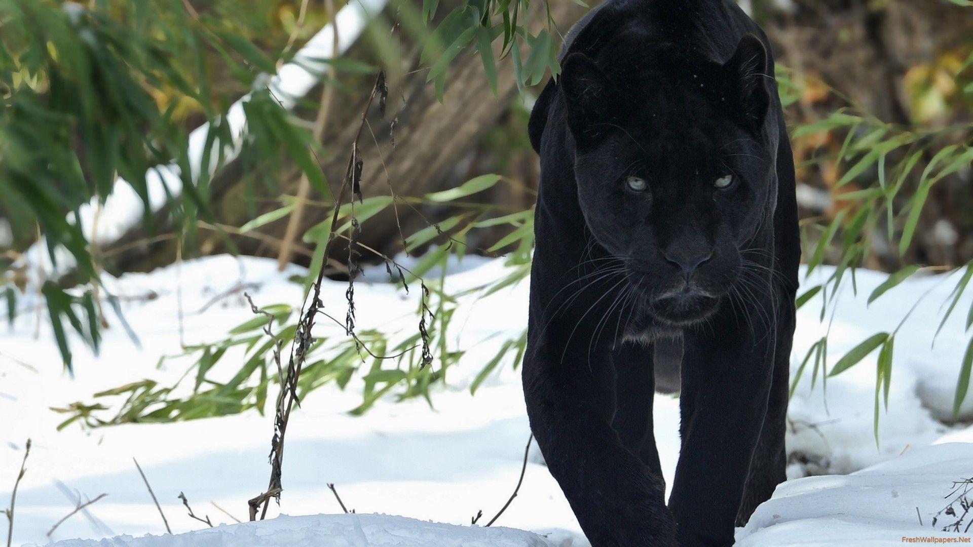 Black Cheetah HD Wallpapers Top Free Black Cheetah HD Backgrounds