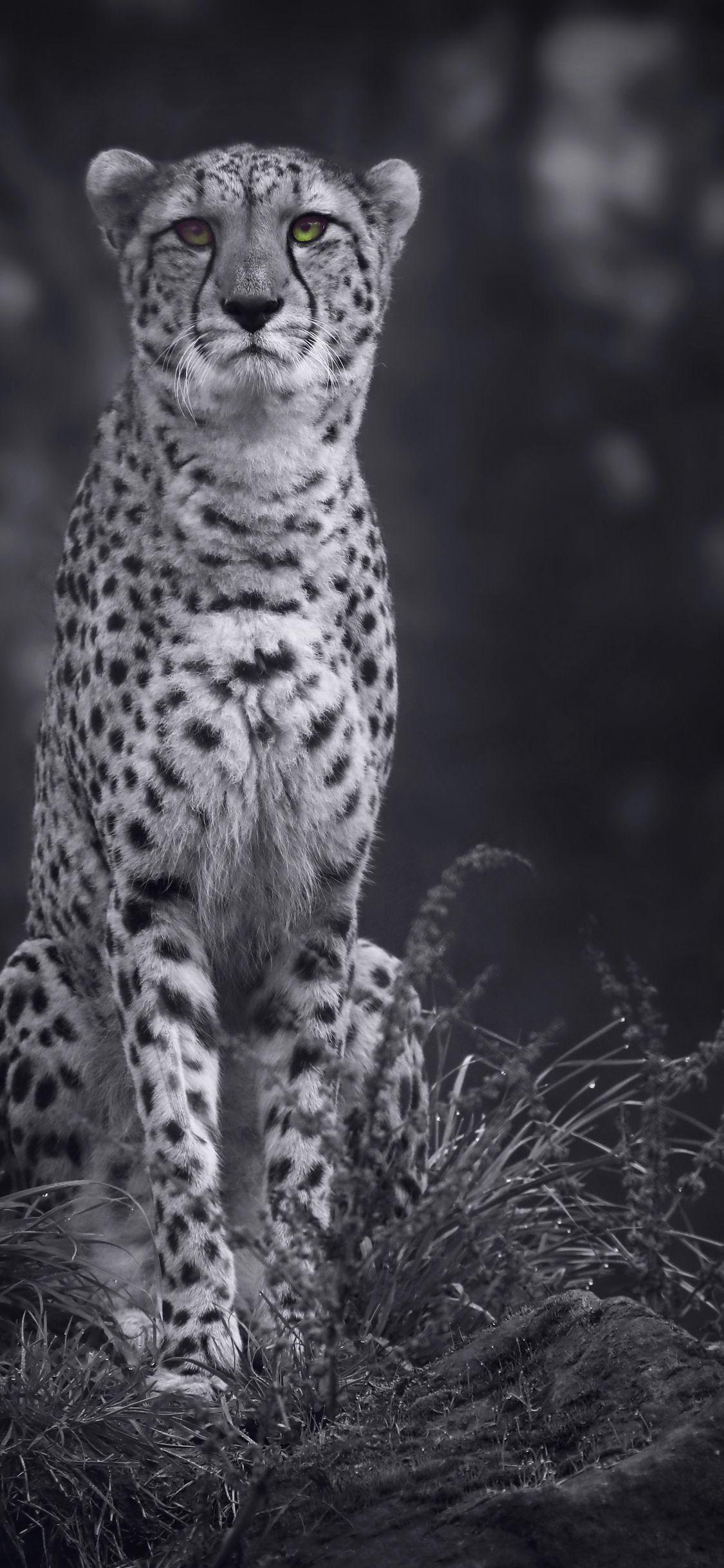 Black Cheetah HD Wallpapers Top Free Black Cheetah HD Backgrounds