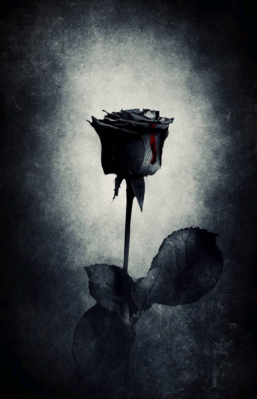 Black Rose 3D Wallpapers Top Free Black Rose 3D Backgrounds