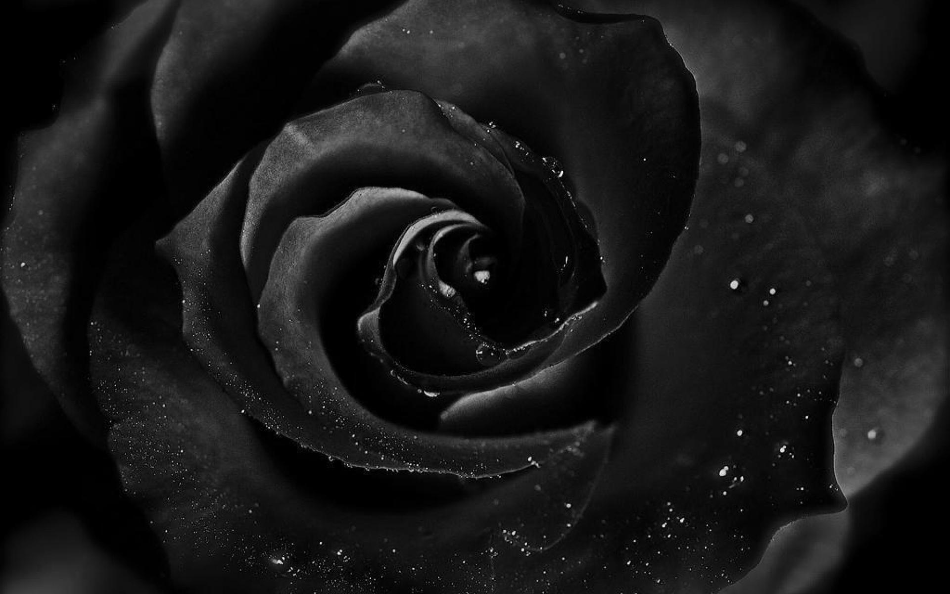 Black Rose 3D Wallpapers Top Free Black Rose 3D Backgrounds