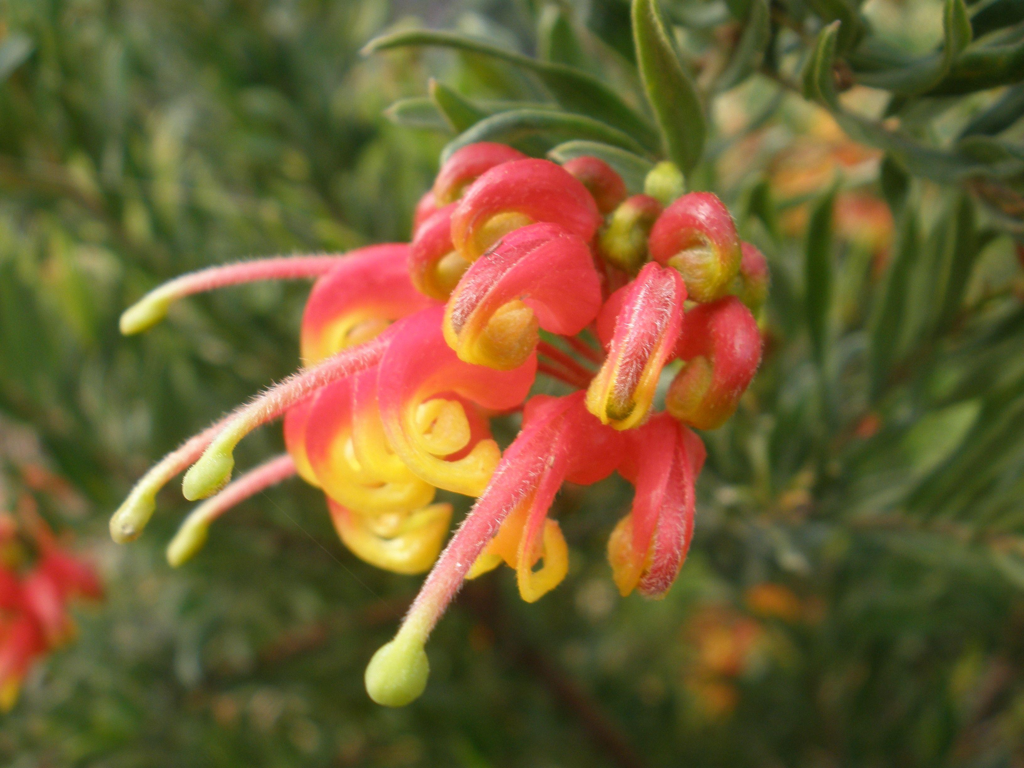 Native Flowers Wallpapers Top Free Native Flowers Backgrounds