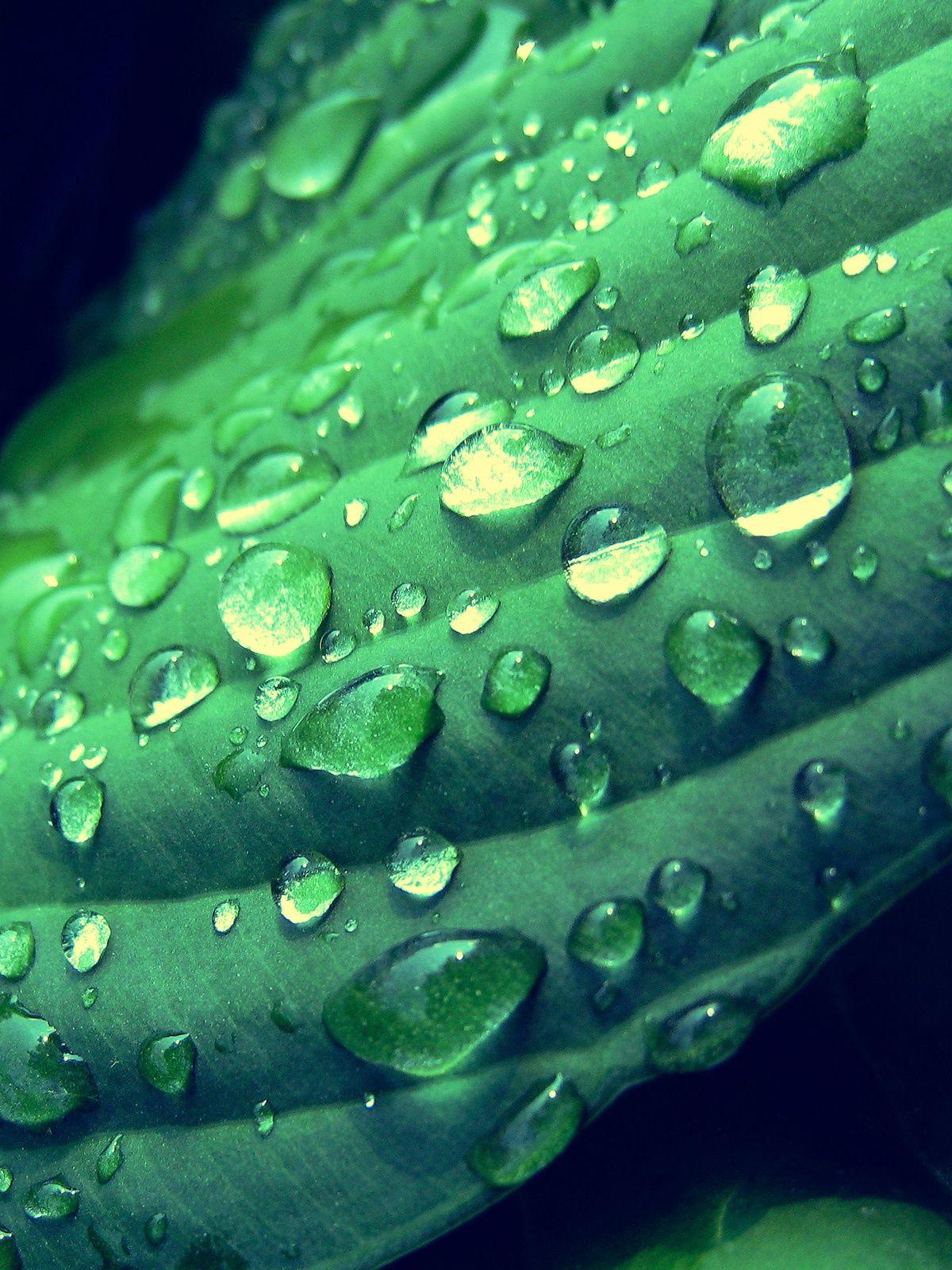 Green Mobile Phone Wallpapers Top Free Green Mobile Phone Backgrounds