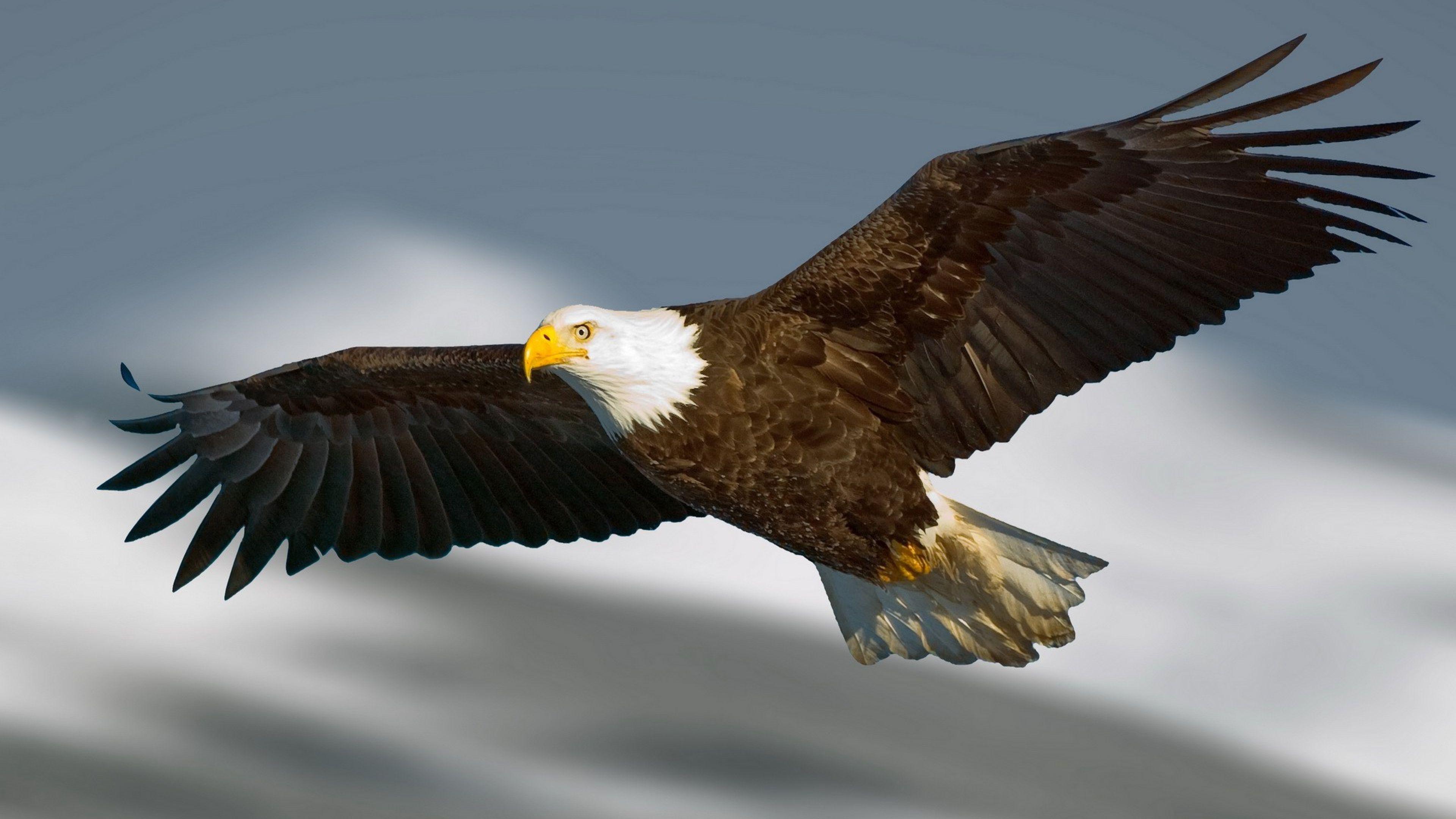4K Eagle Wallpapers Top Free 4K Eagle Backgrounds WallpaperAccess