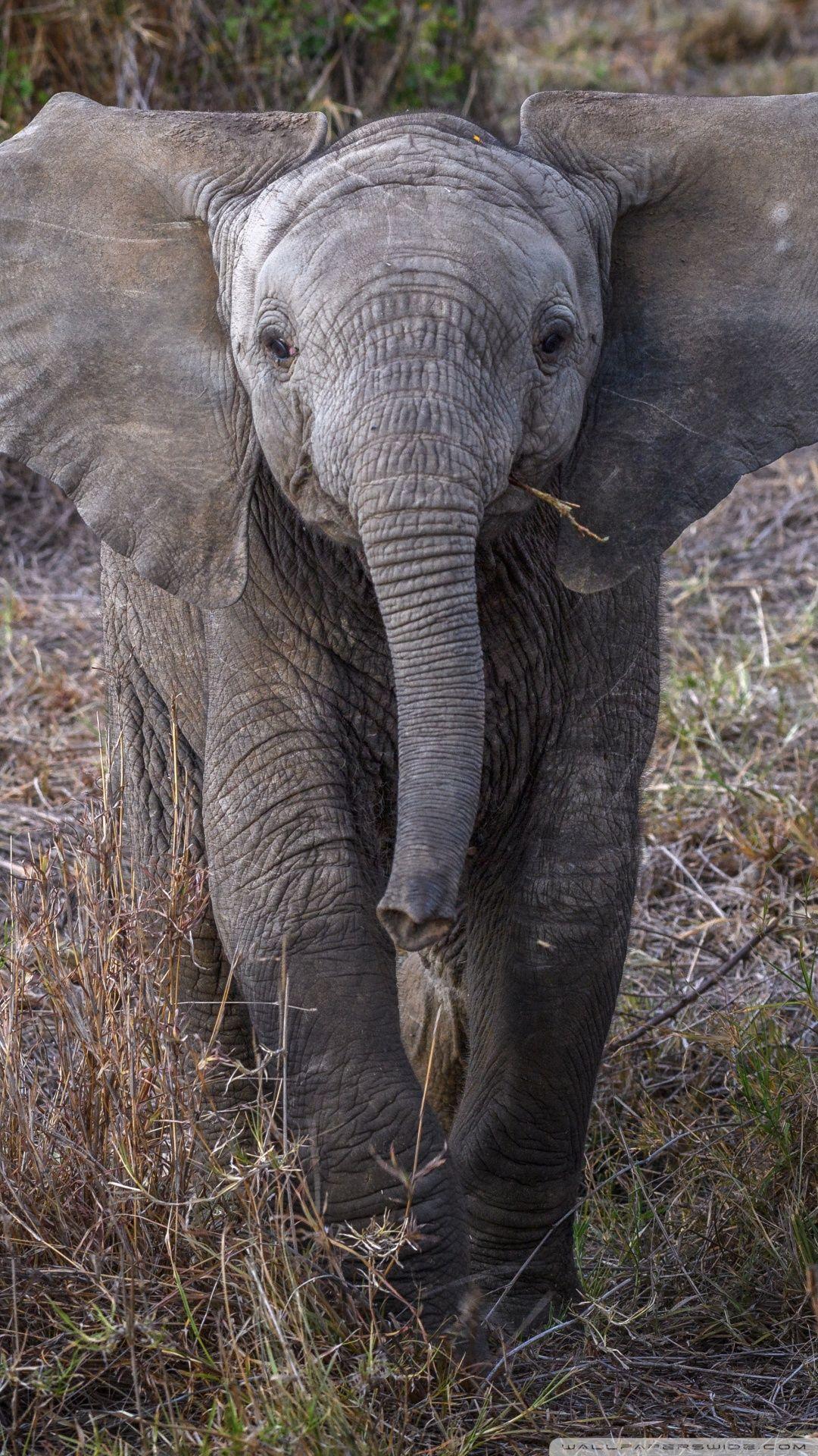 Baby Elephant iPhone Wallpapers Top Free Baby Elephant iPhone