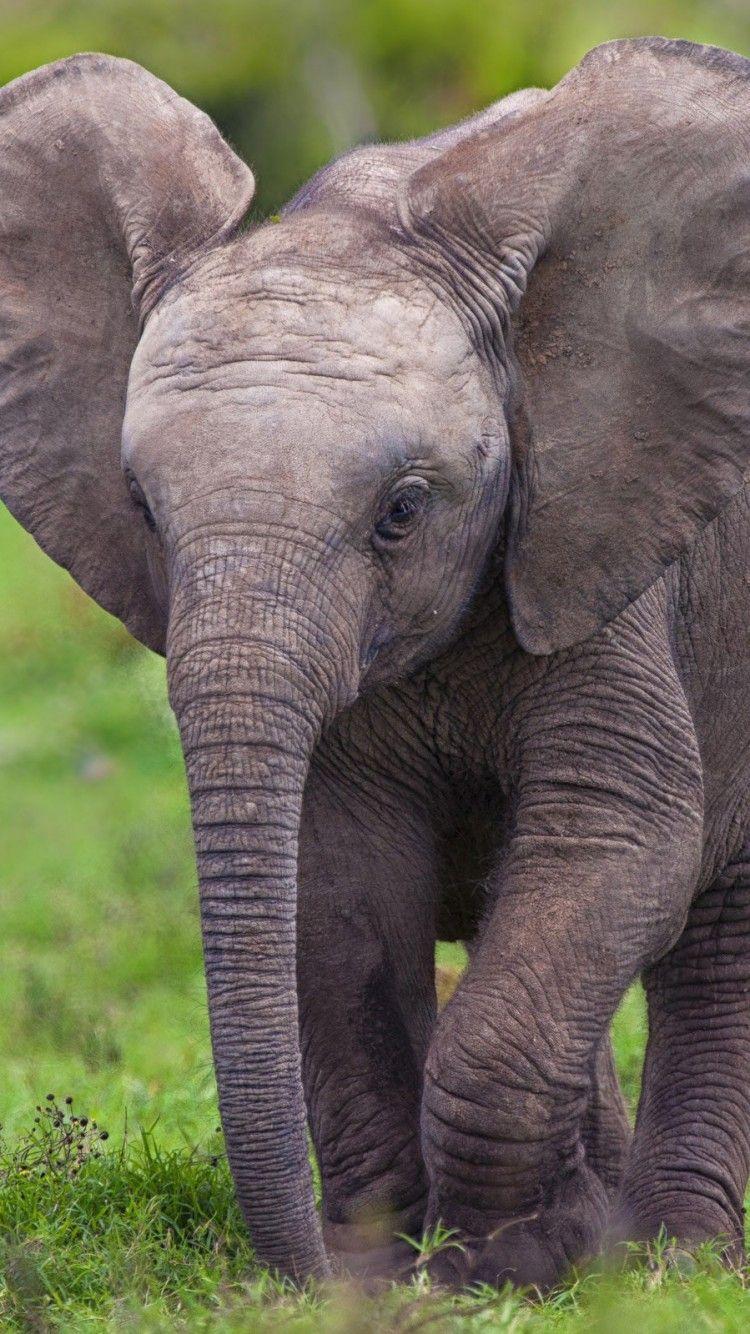 Baby Elephant iPhone Wallpapers Top Free Baby Elephant iPhone