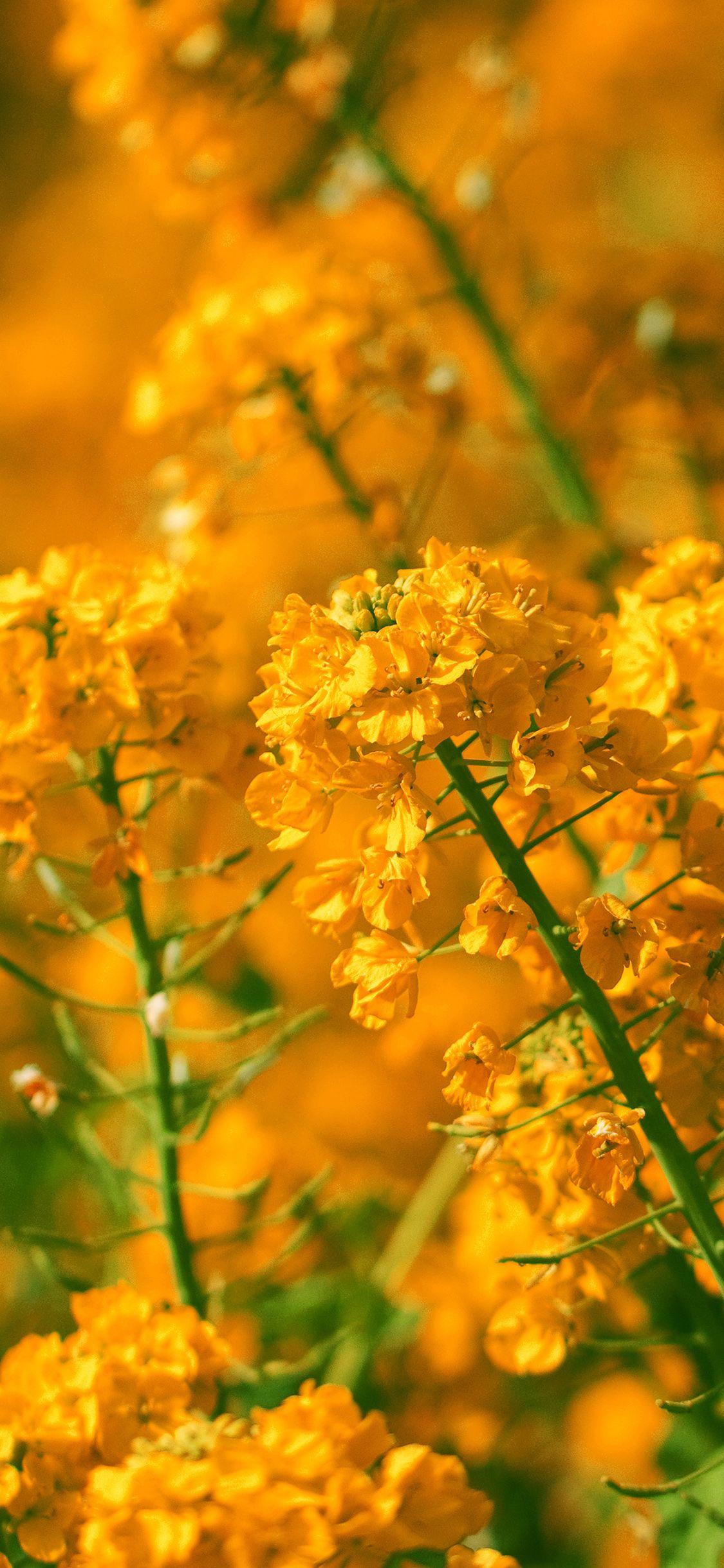 Orange Nature Wallpapers Top Free Orange Nature Backgrounds