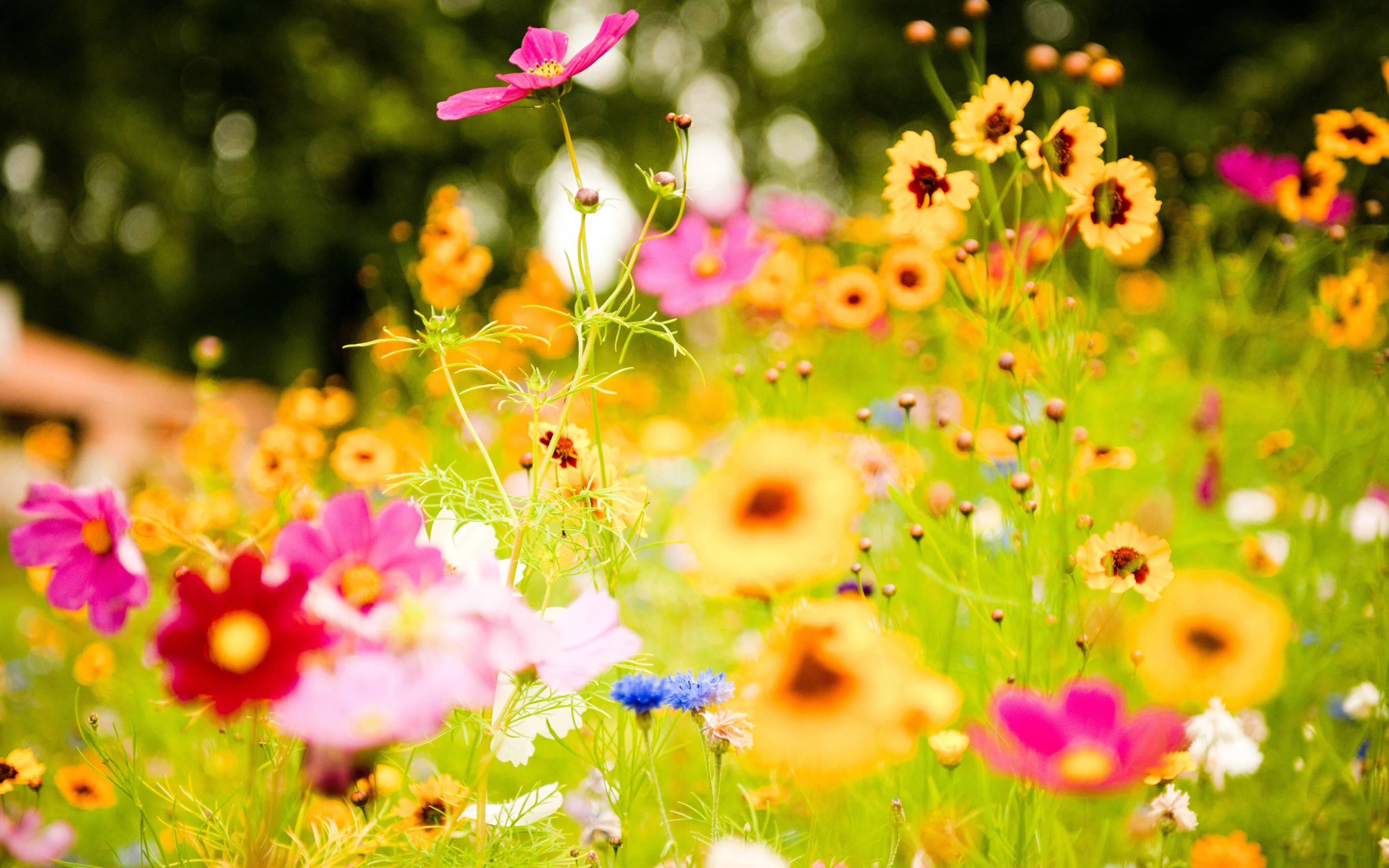 World's Most Beautiful Flowers Wallpapers Top Free World's Most