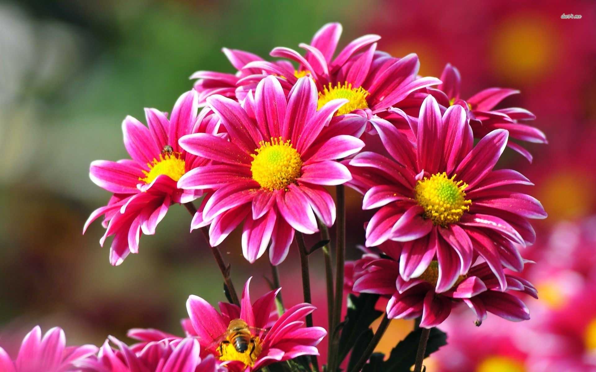 World's Most Beautiful Flowers Wallpapers Top Free World's Most