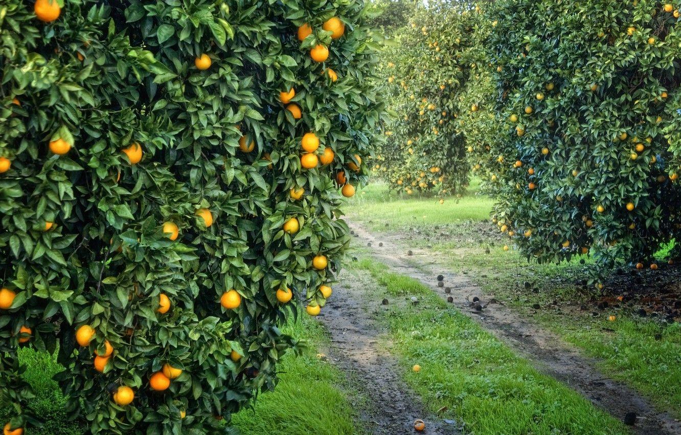 Fruit Garden Wallpapers Top Free Fruit Garden Backgrounds