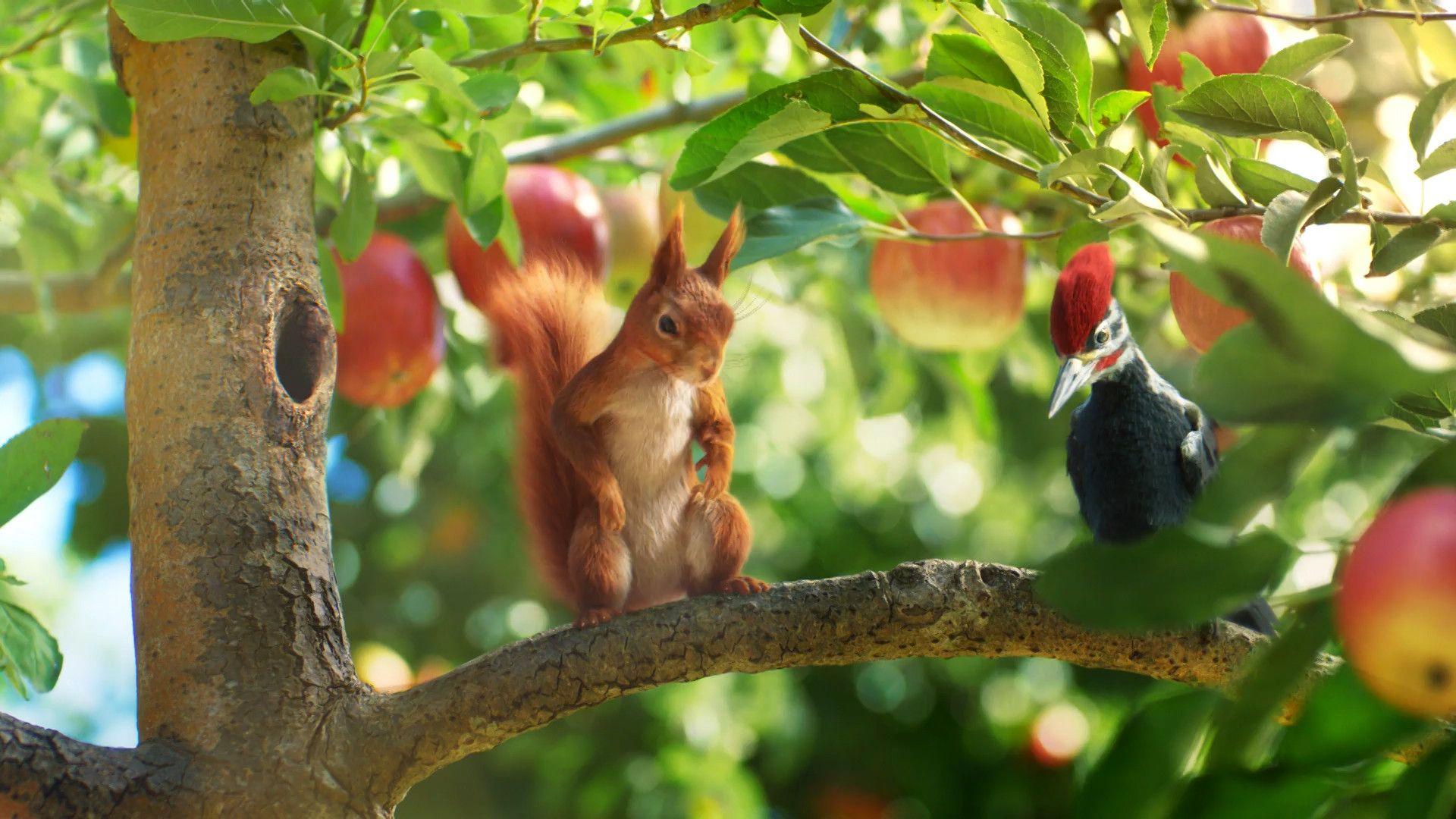 Fruit Garden Wallpapers Top Free Fruit Garden Backgrounds