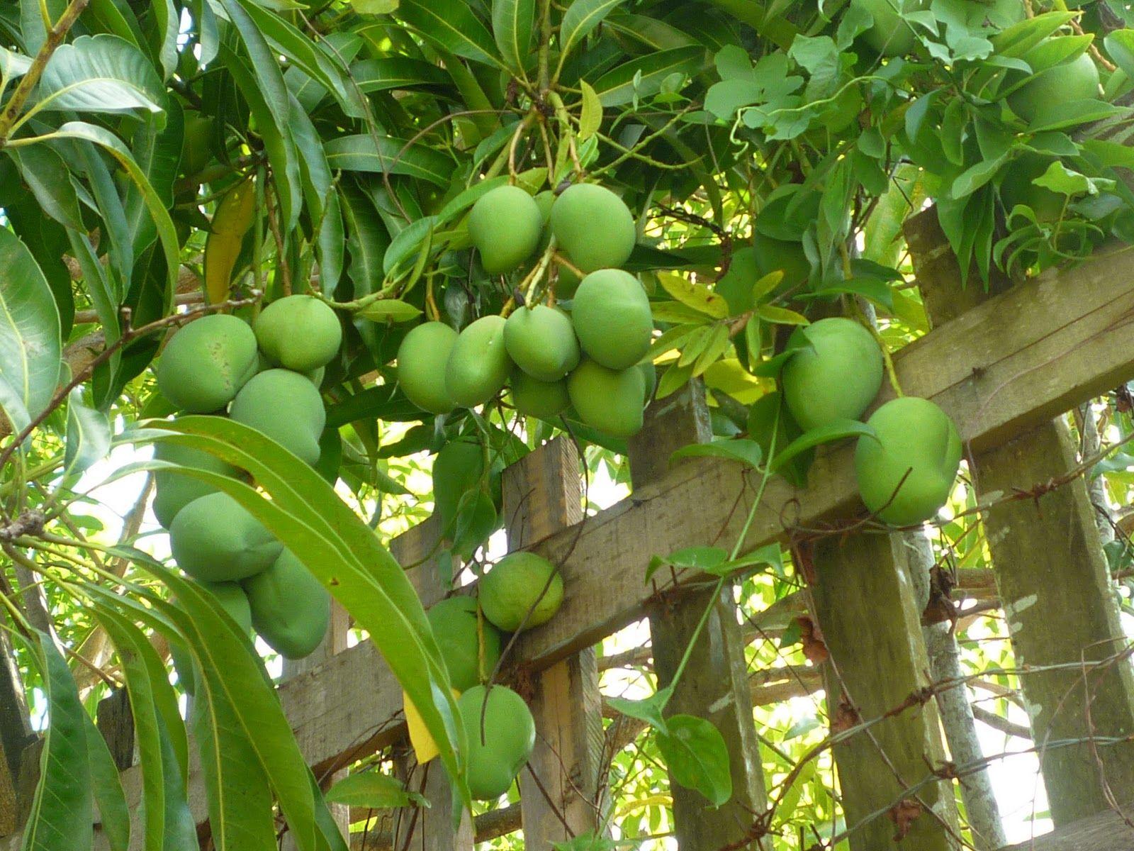 Fruit Garden Wallpapers Top Free Fruit Garden Backgrounds