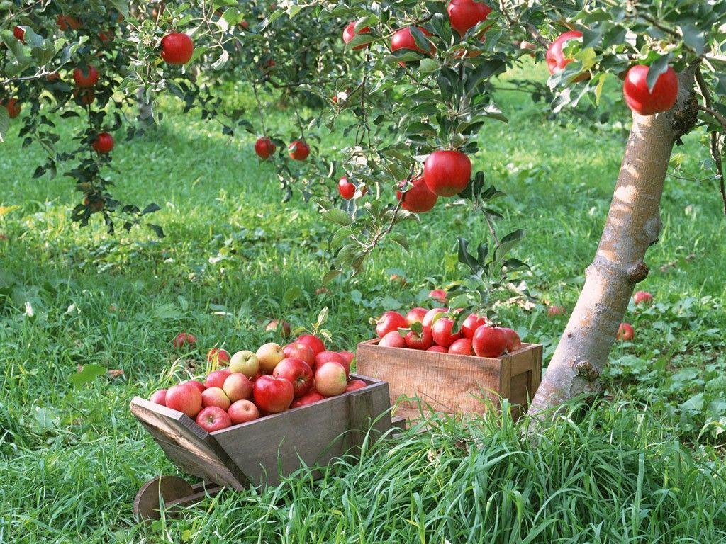 Fruit Garden Wallpapers Top Free Fruit Garden Backgrounds