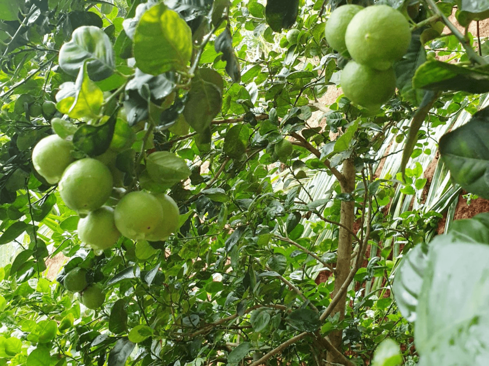 Fruit Garden Wallpapers Top Free Fruit Garden Backgrounds