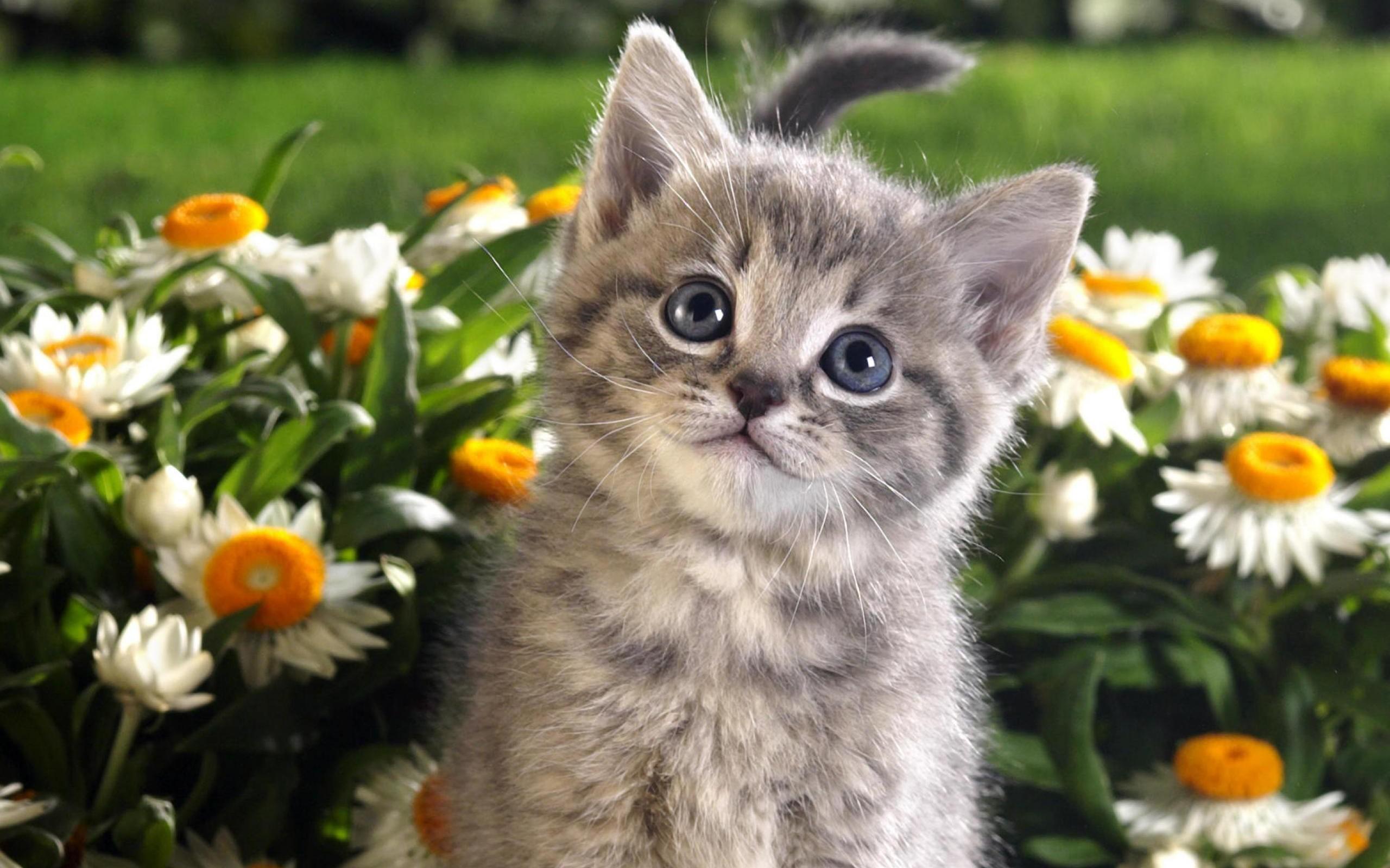 Spring Cat Wallpapers Top Free Spring Cat Backgrounds WallpaperAccess