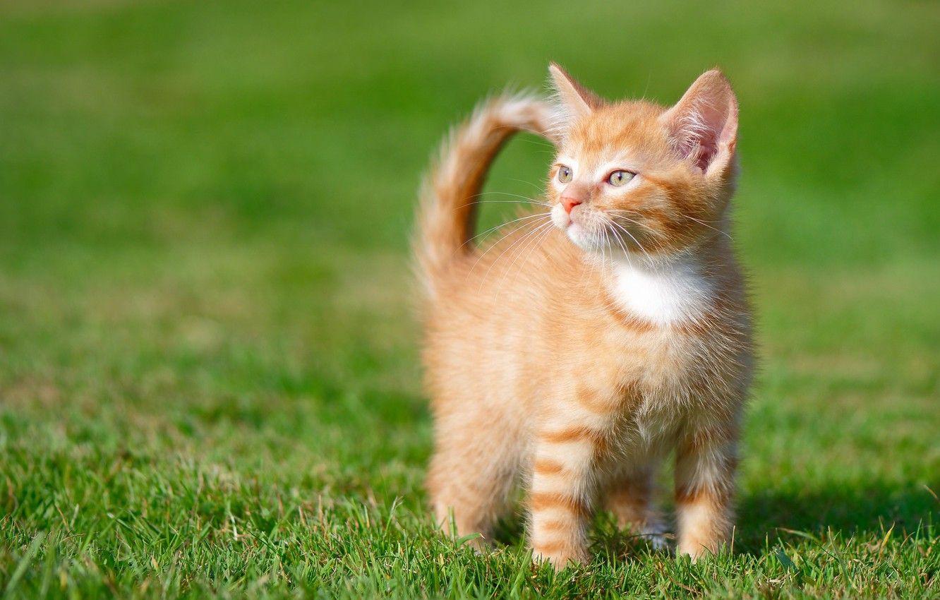 Ginger Cat Wallpapers Top Free Ginger Cat Backgrounds WallpaperAccess