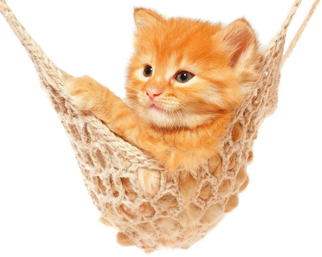Ginger Cat Wallpapers Top Free Ginger Cat Backgrounds WallpaperAccess