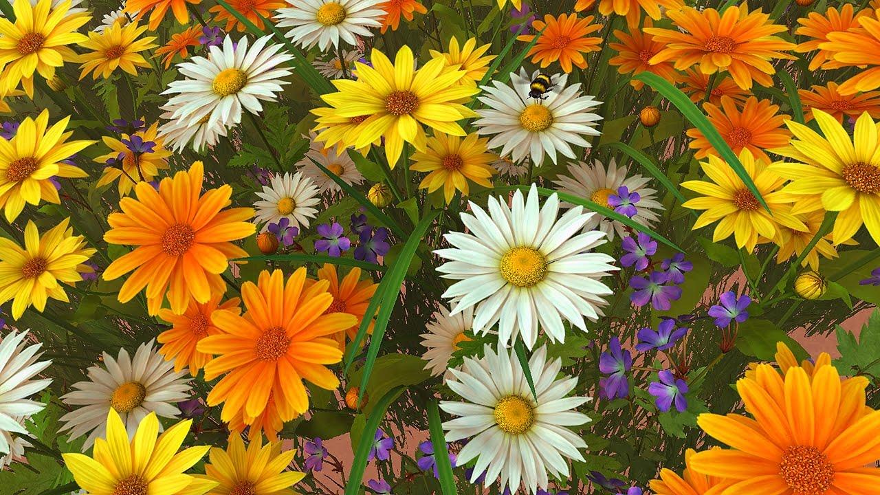 Wildflowers Wallpapers Top Free Wildflowers Backgrounds WallpaperAccess