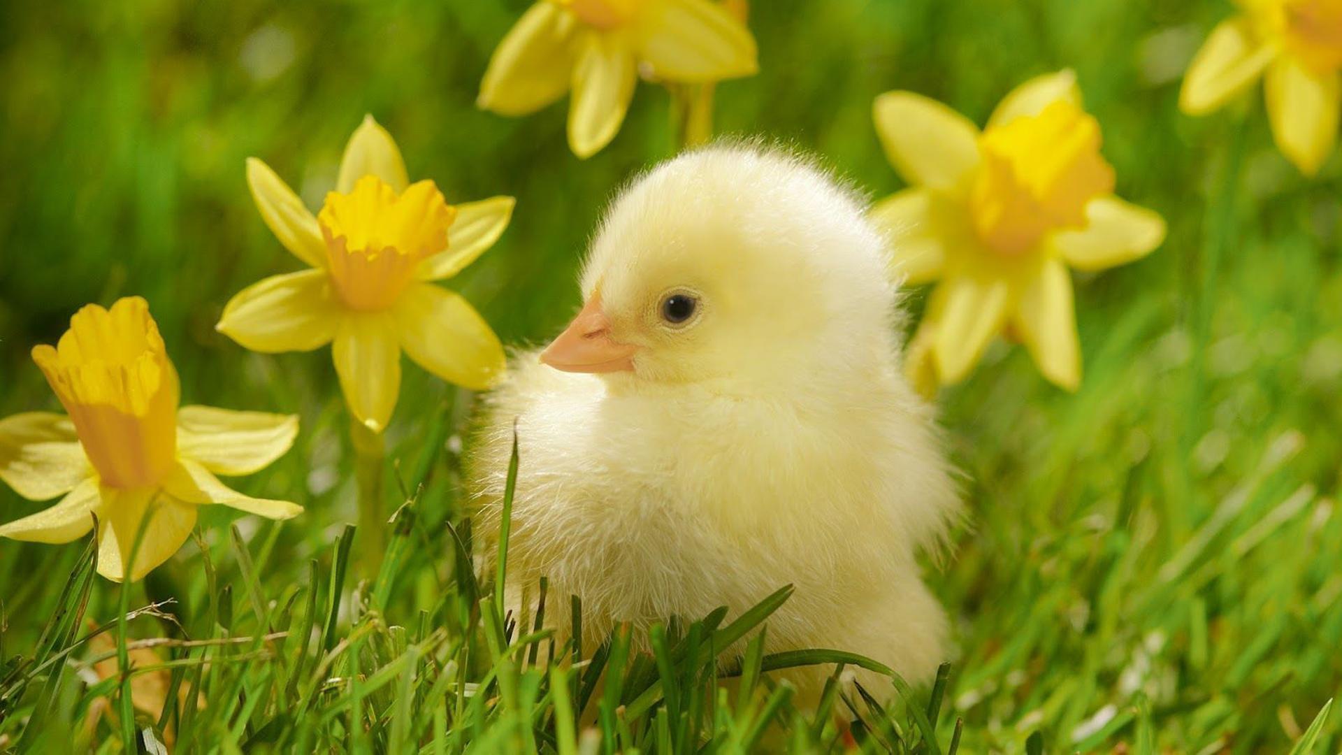 Cute Yellow Desktop Wallpapers Top Free Cute Yellow Desktop