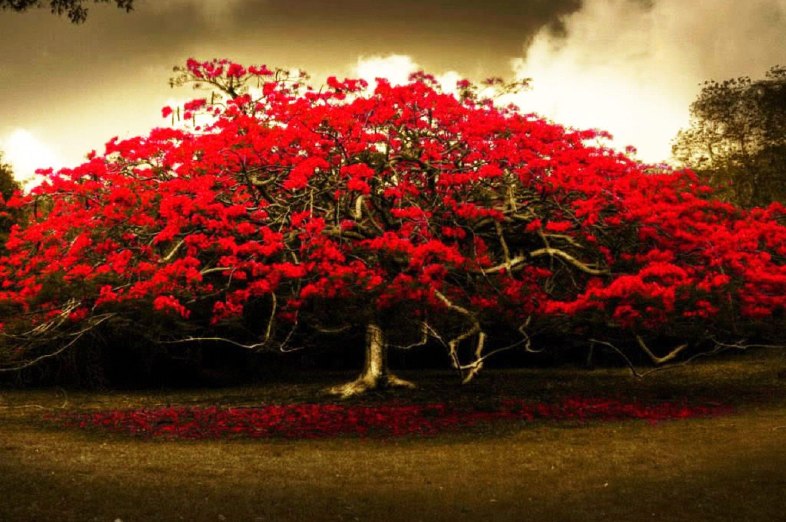 Tree and Flower Wallpapers Top Free Tree and Flower Backgrounds