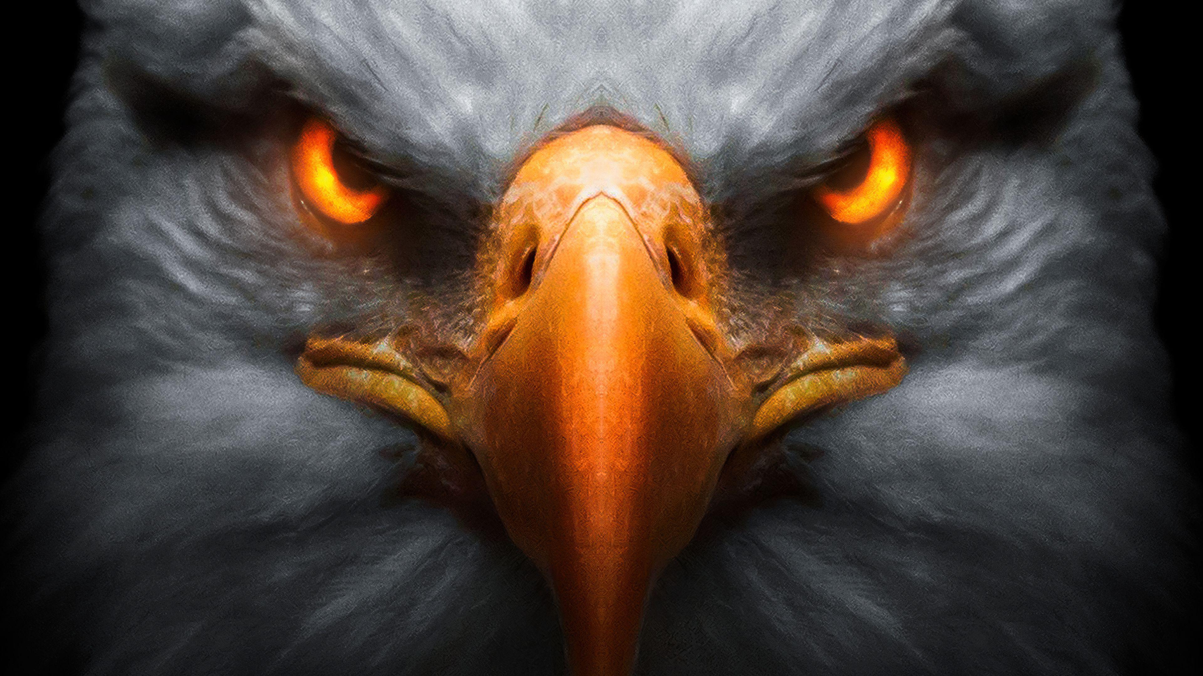 Eagle Eye HD Wallpapers Top Free Eagle Eye HD Backgrounds