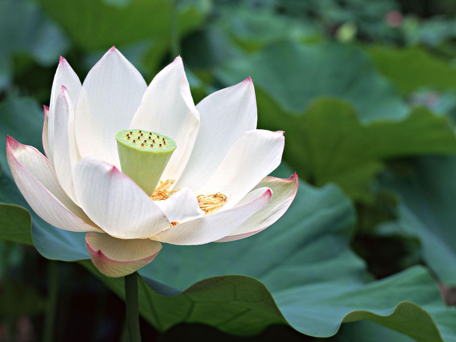 Japanese Lotus Wallpapers Top Free Japanese Lotus Backgrounds