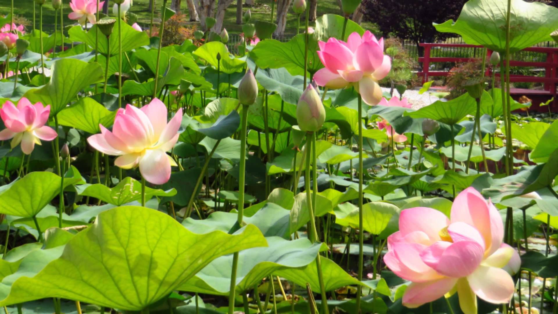 Japanese Lotus Wallpapers Top Free Japanese Lotus Backgrounds