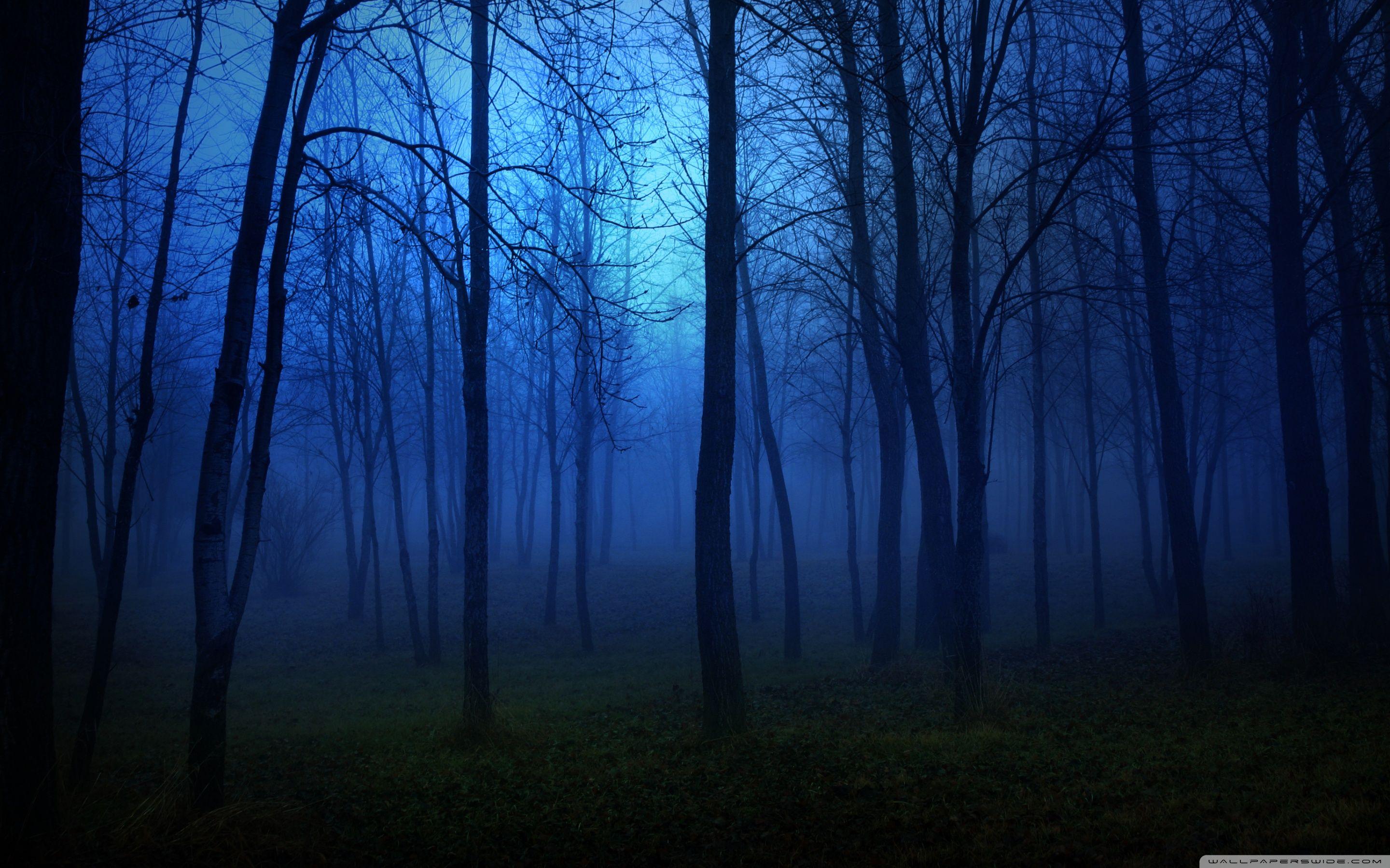Night Time Forest Wallpapers Top Free Night Time Forest Backgrounds