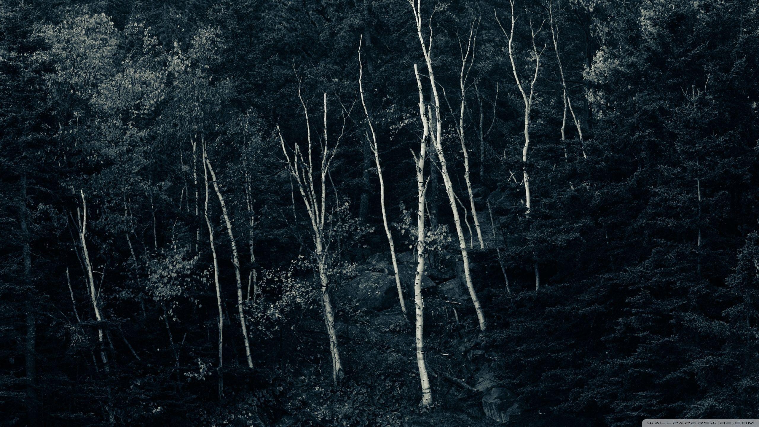 Night Forest Wallpapers Top Free Night Forest Backgrounds WallpaperAccess