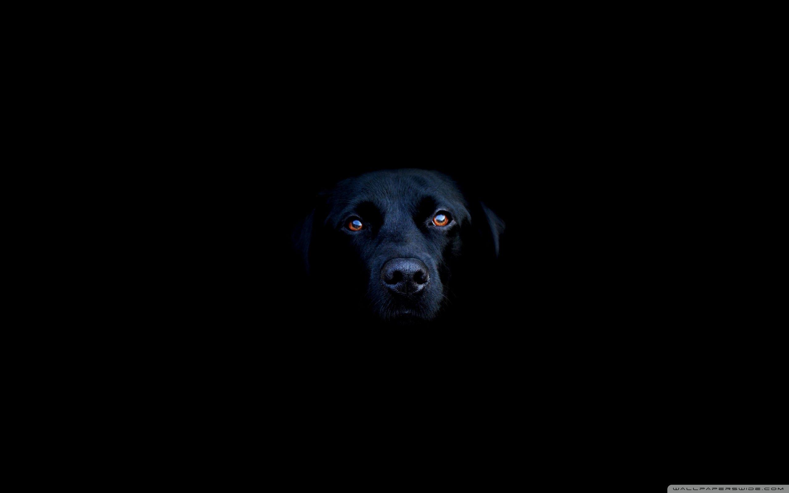 Black Dog Wallpapers Top Free Black Dog Backgrounds WallpaperAccess