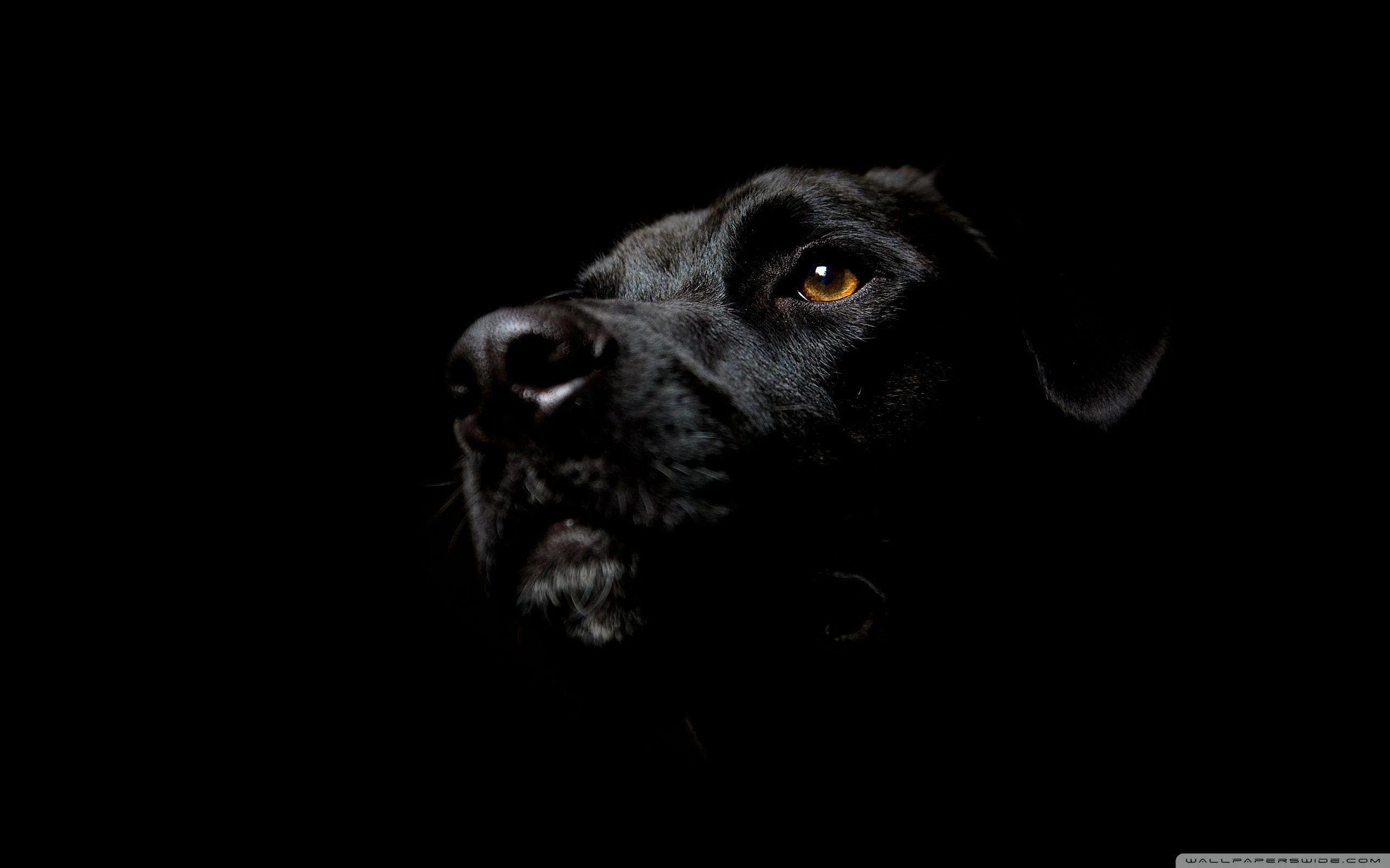 Black Dog Wallpapers Top Free Black Dog Backgrounds WallpaperAccess