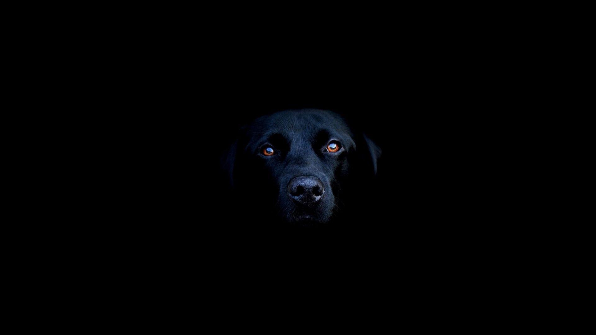 Black Dog Wallpapers Top Free Black Dog Backgrounds WallpaperAccess