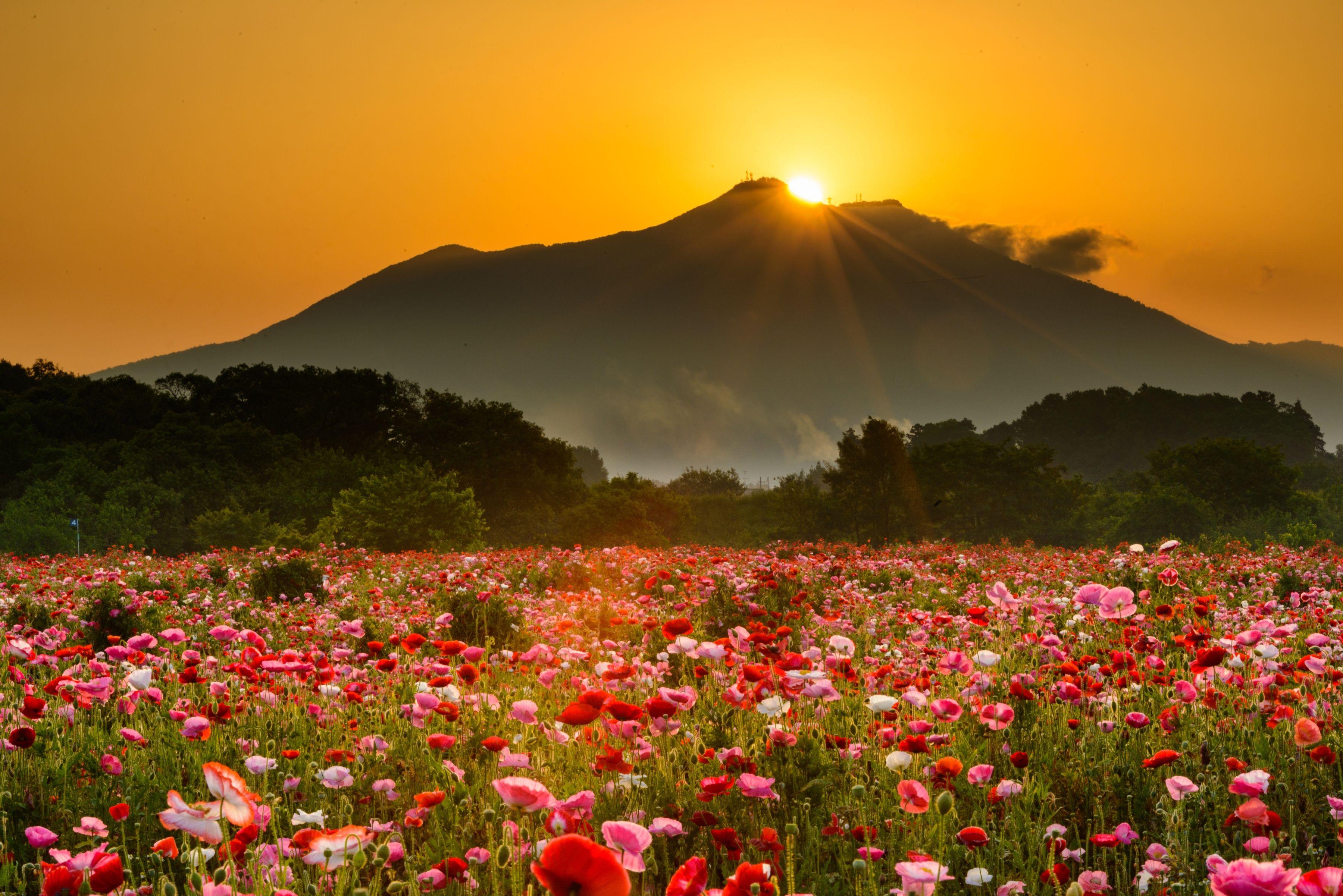 Flower Sunrise Wallpapers Top Free Flower Sunrise Backgrounds