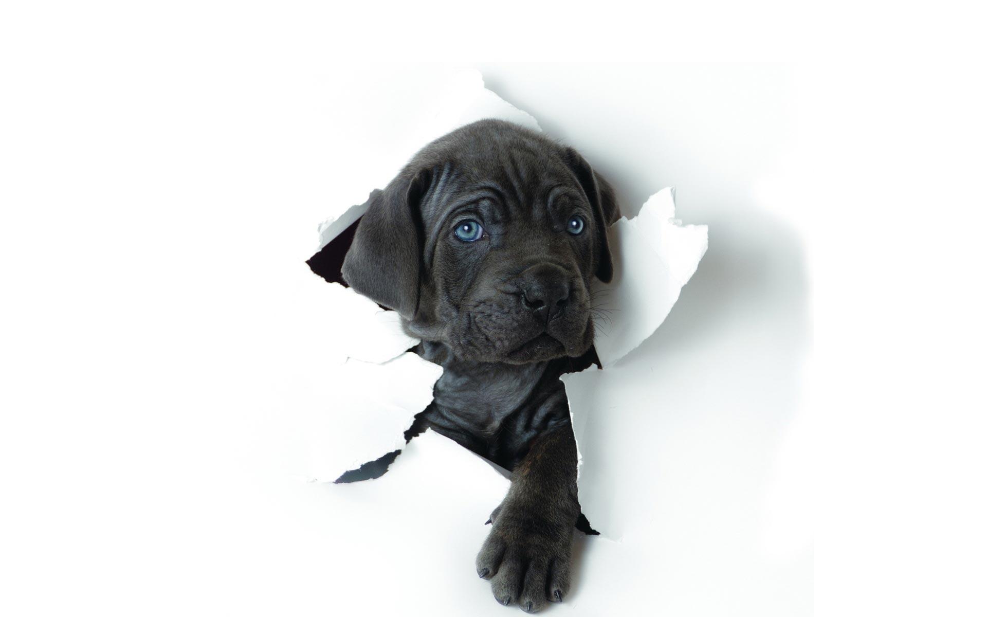 Black Dog Wallpapers Top Free Black Dog Backgrounds WallpaperAccess