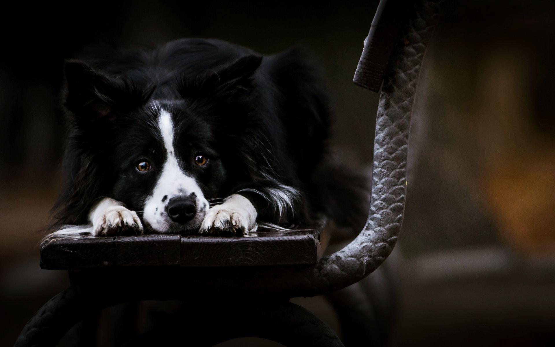 Black Dog Wallpapers Top Free Black Dog Backgrounds WallpaperAccess