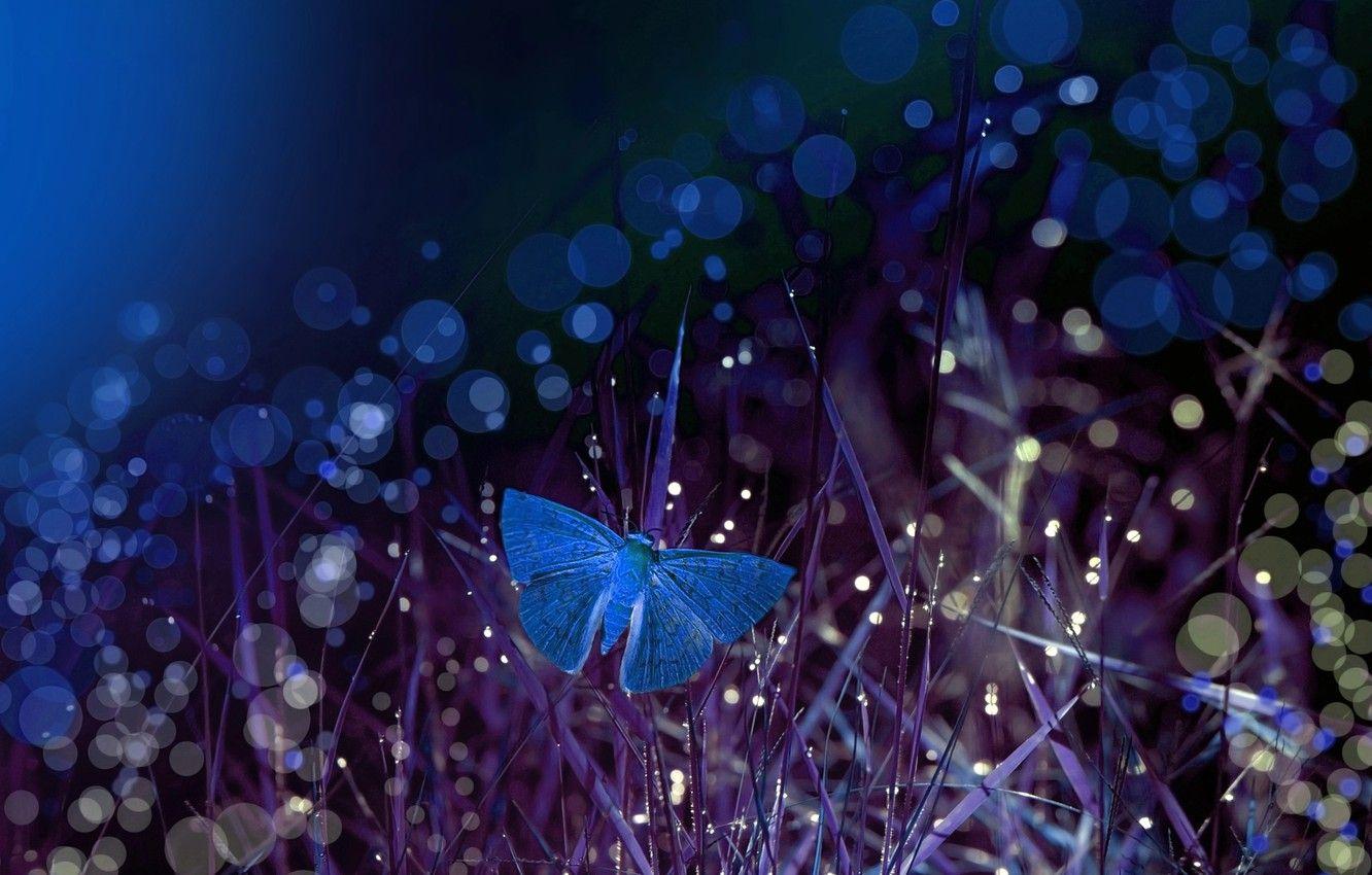 Night Butterfly Wallpapers Top Free Night Butterfly Backgrounds