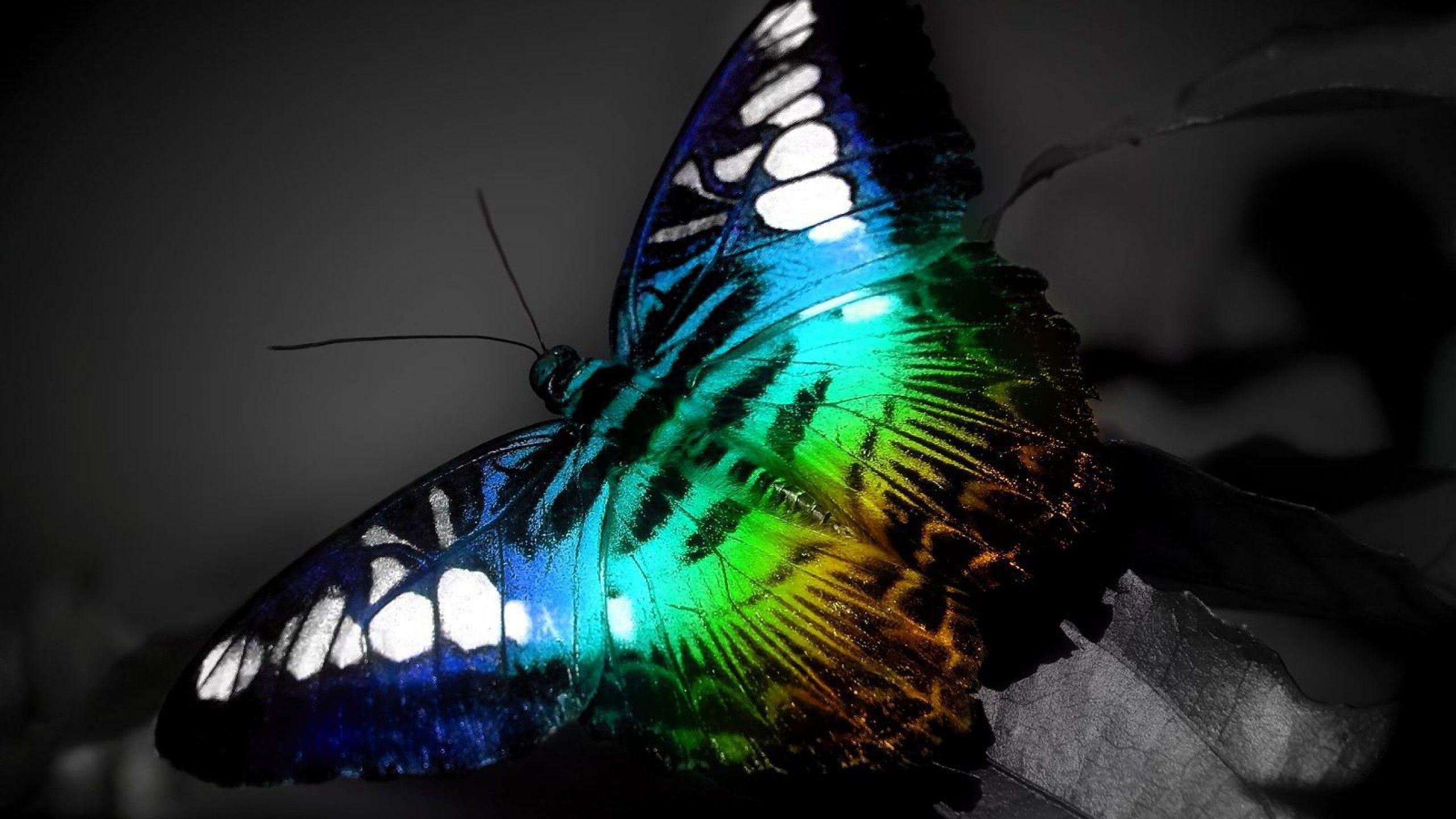 Night Butterfly Wallpapers Top Free Night Butterfly Backgrounds