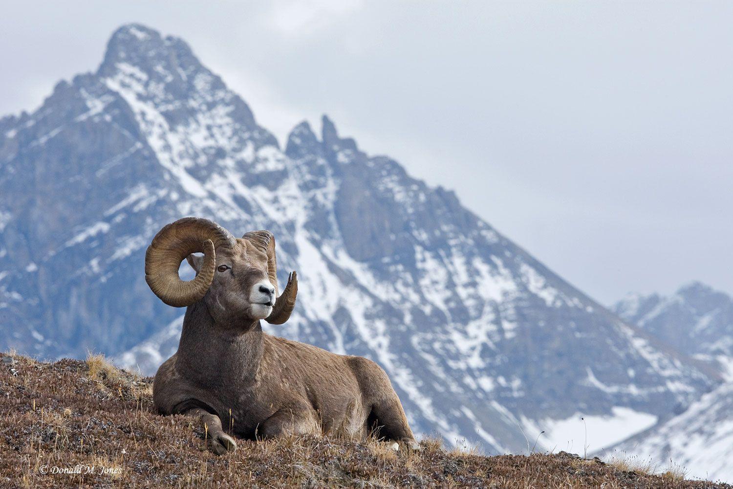 Bighorn Sheep Wallpapers Top Free Bighorn Sheep Backgrounds