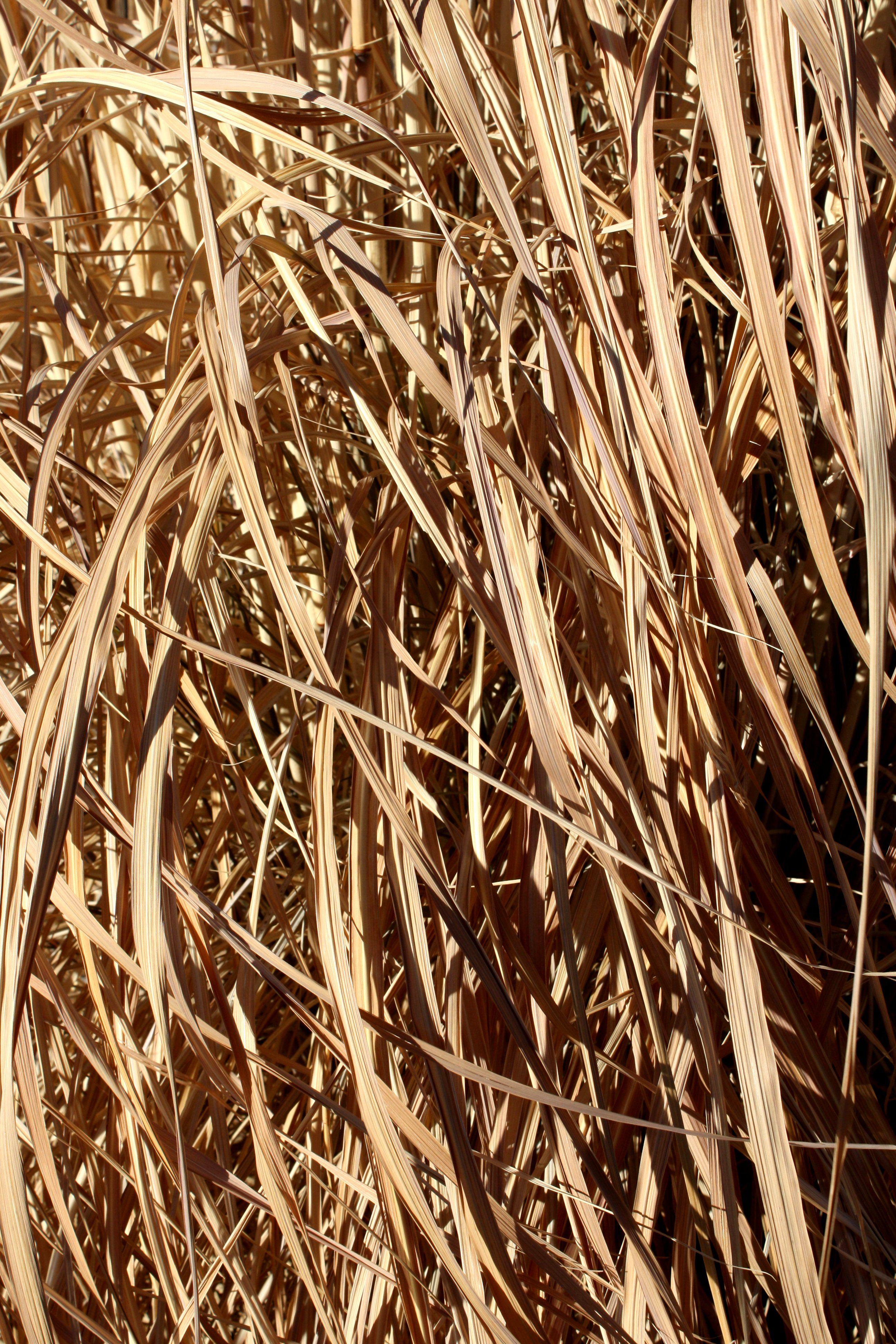 Dead Grass Wallpapers Top Free Dead Grass Backgrounds WallpaperAccess