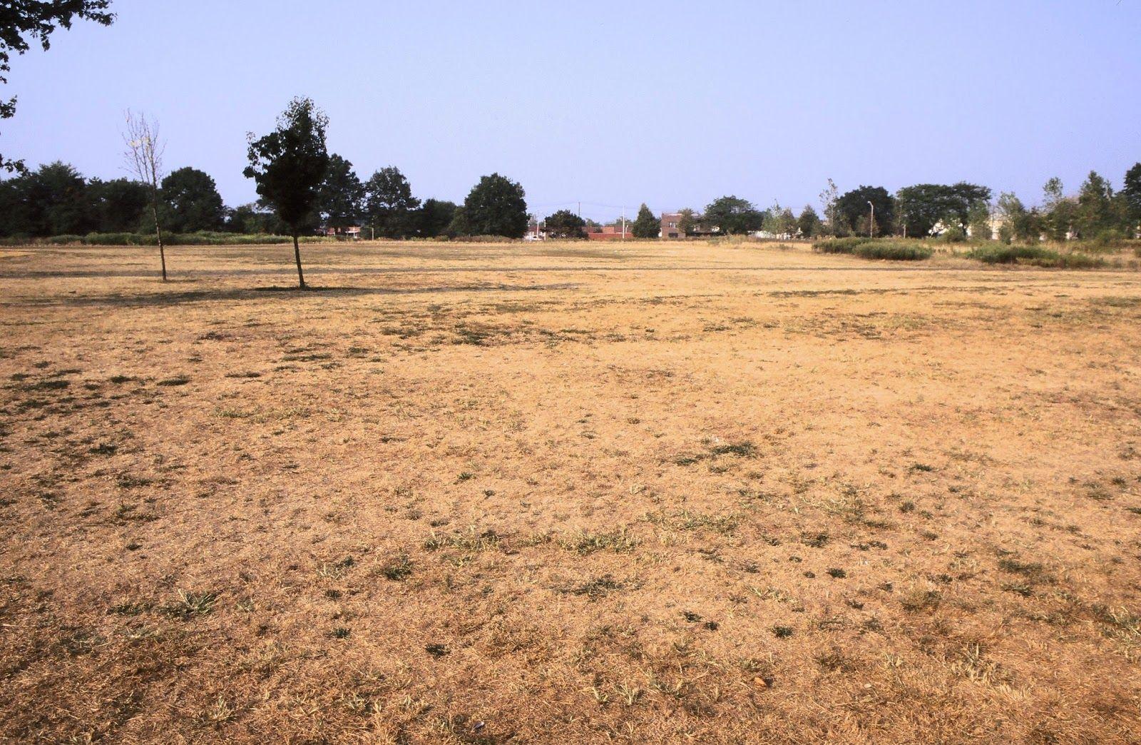 Dead Grass Wallpapers Top Free Dead Grass Backgrounds WallpaperAccess