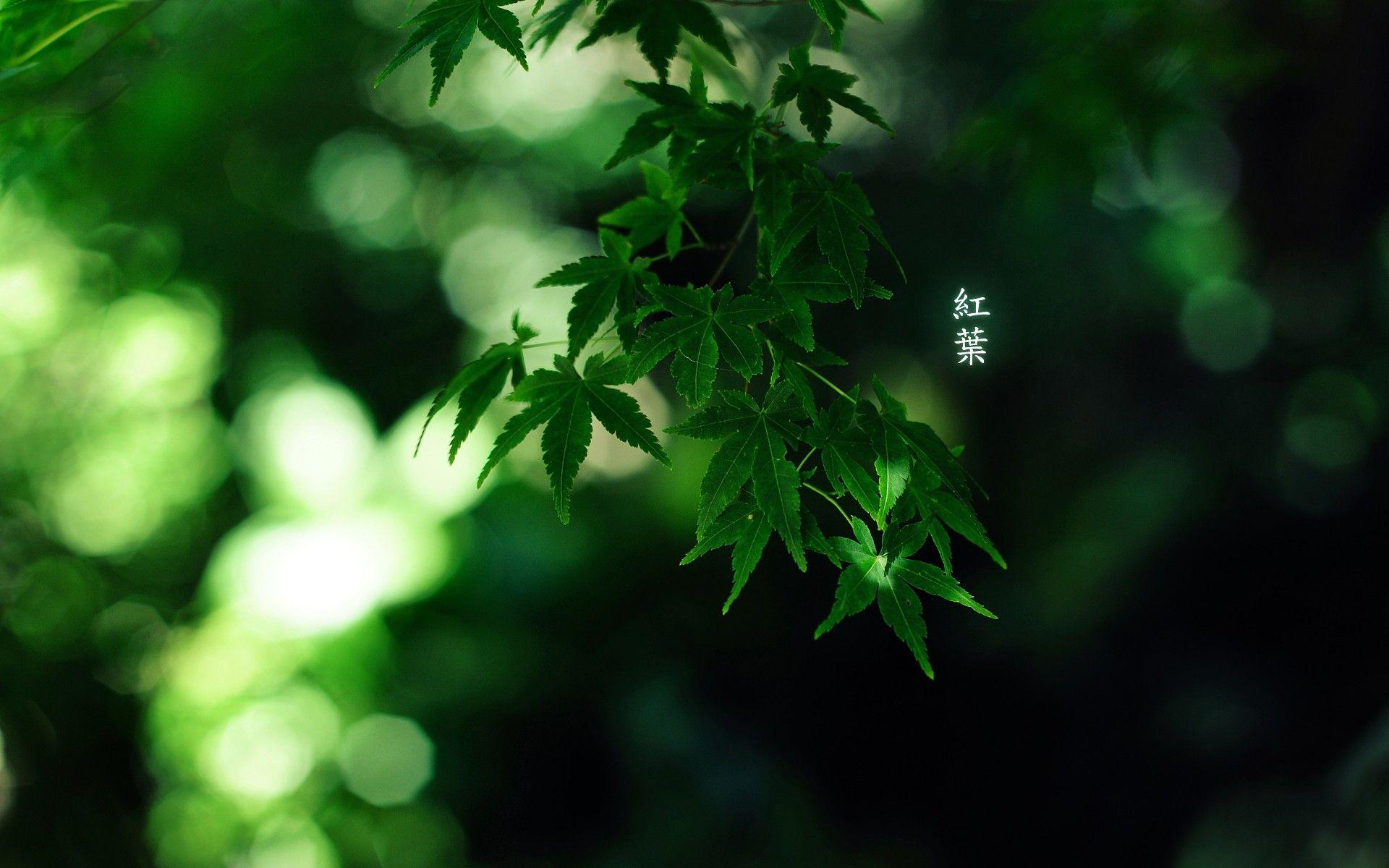 Japanese Nature Wallpapers Top Free Japanese Nature Backgrounds