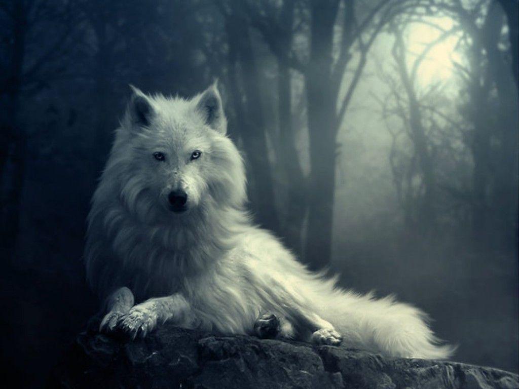 Dark Wolf Wallpapers Top Free Dark Wolf Backgrounds WallpaperAccess