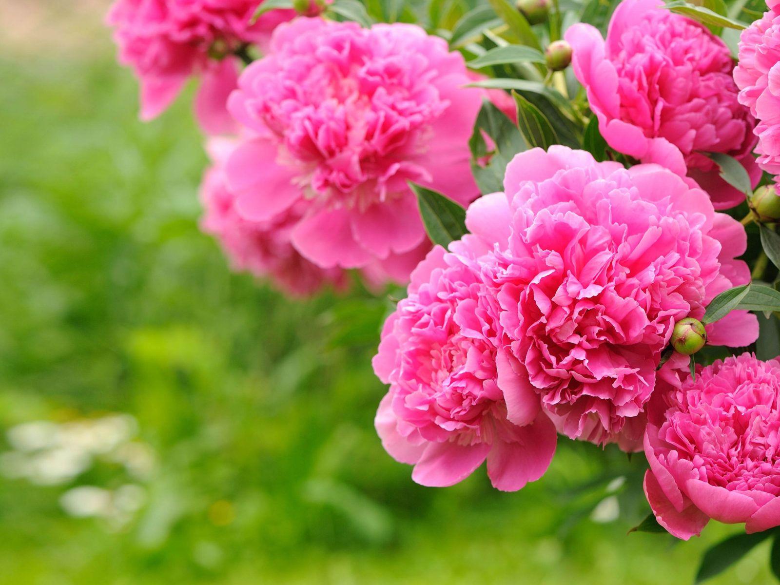 Pink and Green Flowers Wallpapers Top Free Pink and Green Flowers